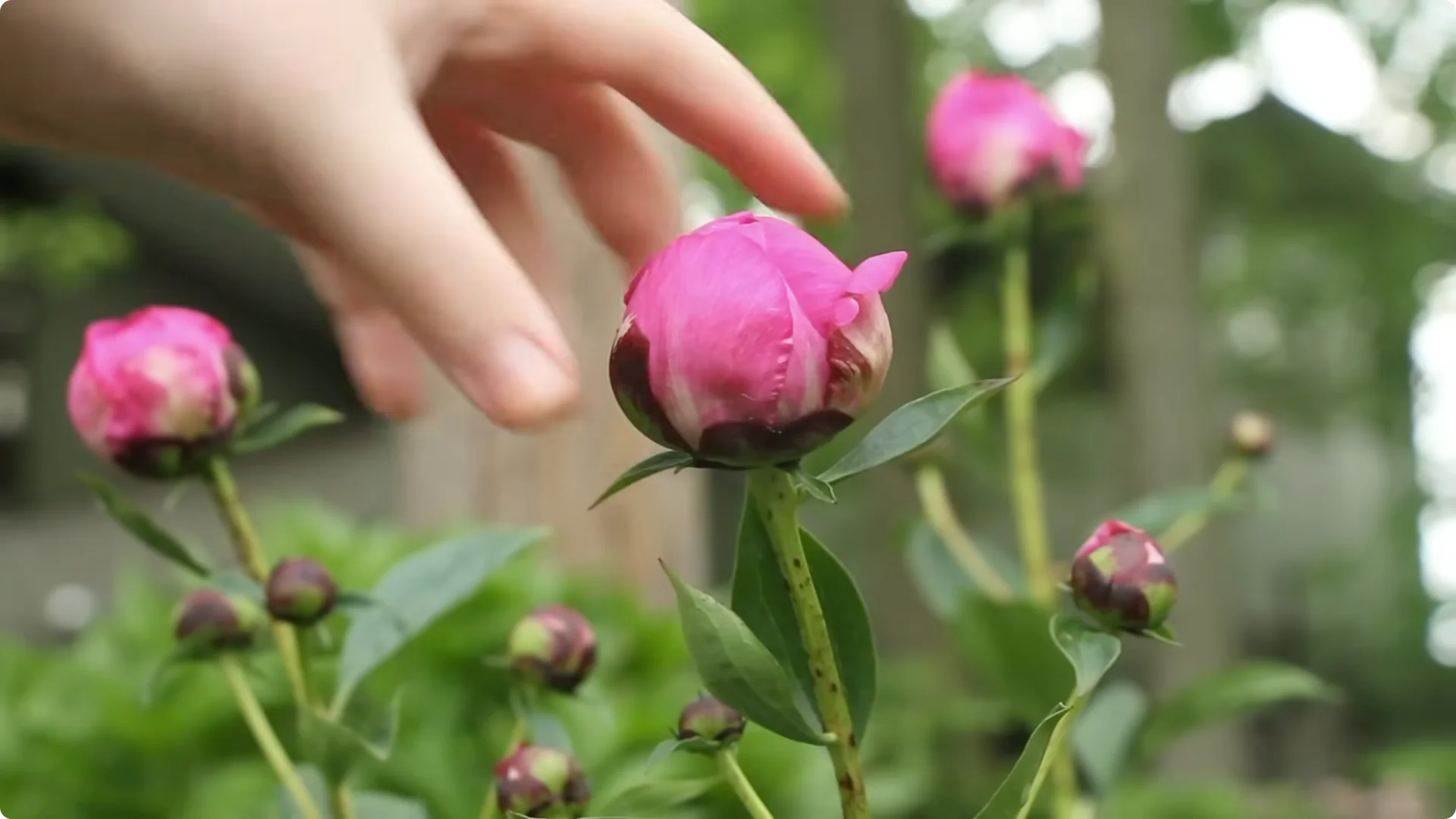 How to Grow Peonies That Bloom Beautifully for Decades screenshot 12
