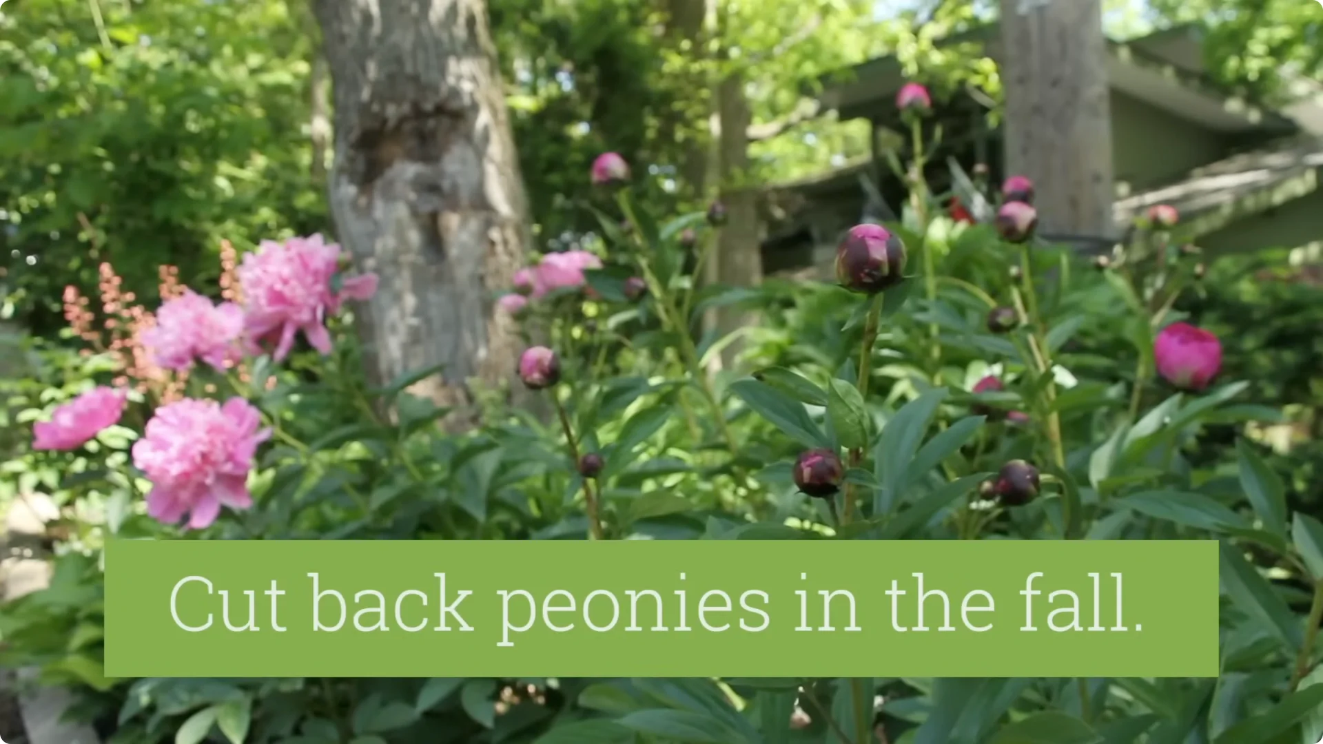 How to Grow Peonies That Bloom Beautifully for Decades screenshot 13