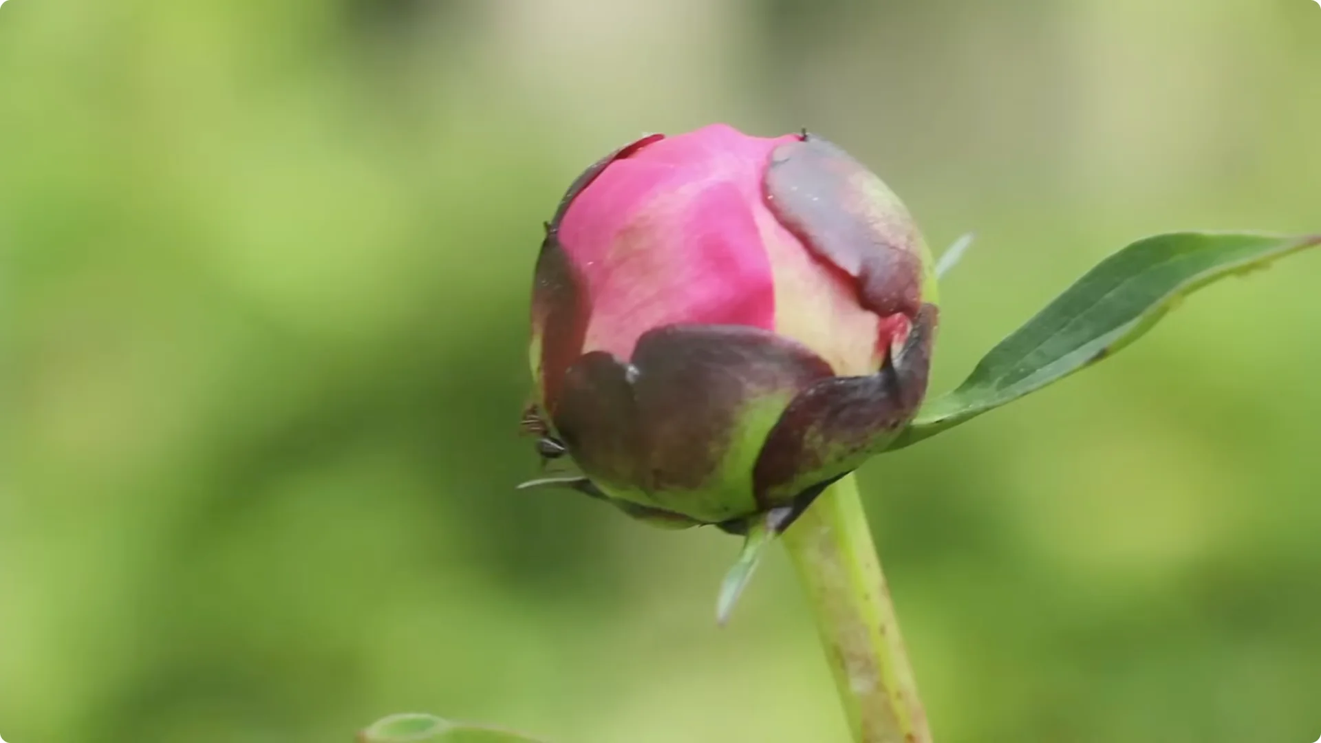 How to Grow Peonies That Bloom Beautifully for Decades screenshot 14