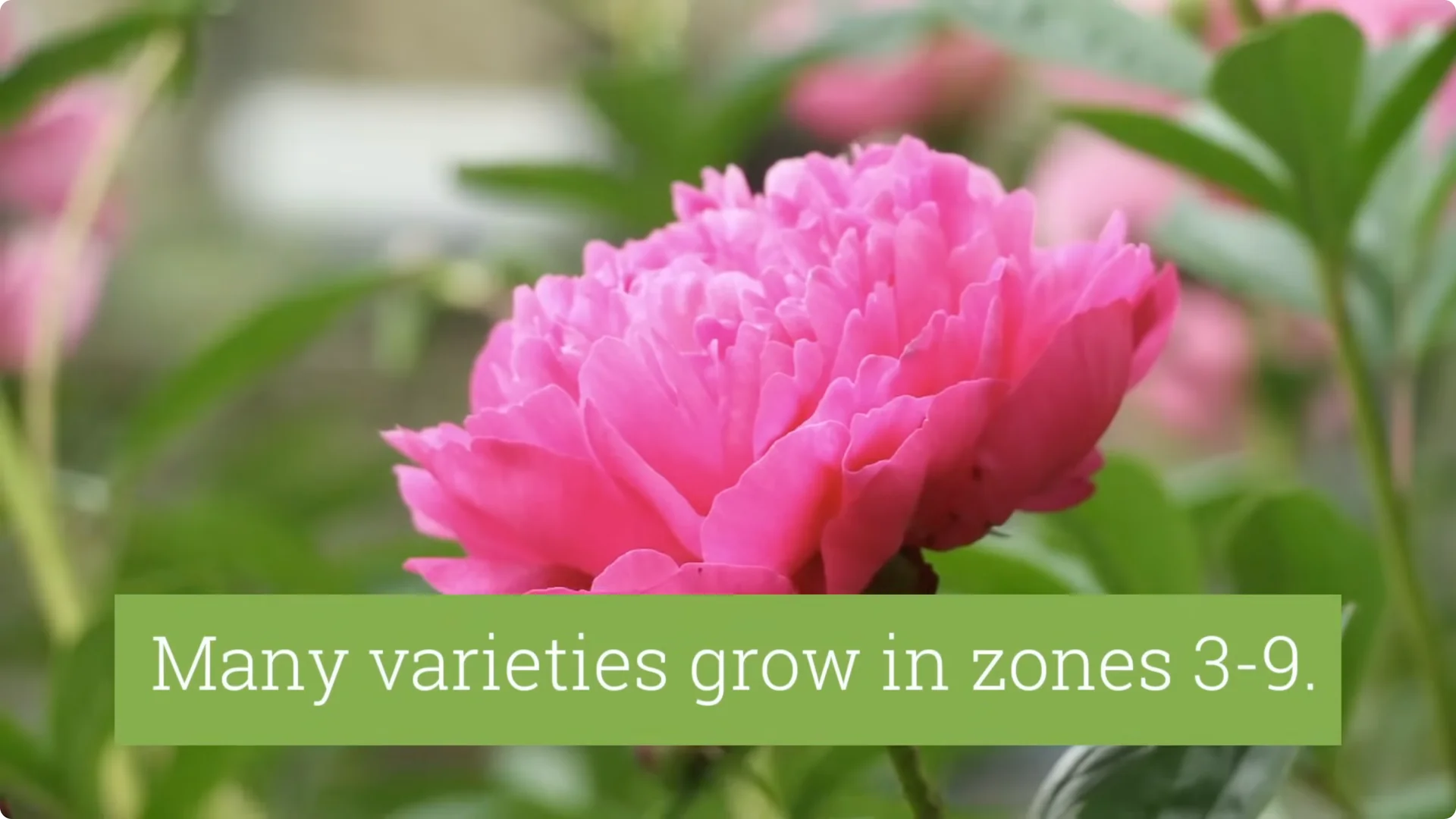 How to Grow Peonies That Bloom Beautifully for Decades screenshot 2