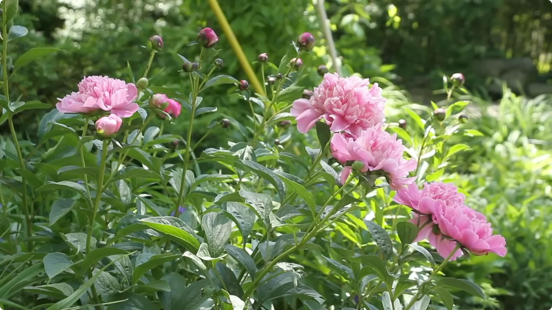How to Grow Peonies That Bloom Beautifully for Decades screenshot 3