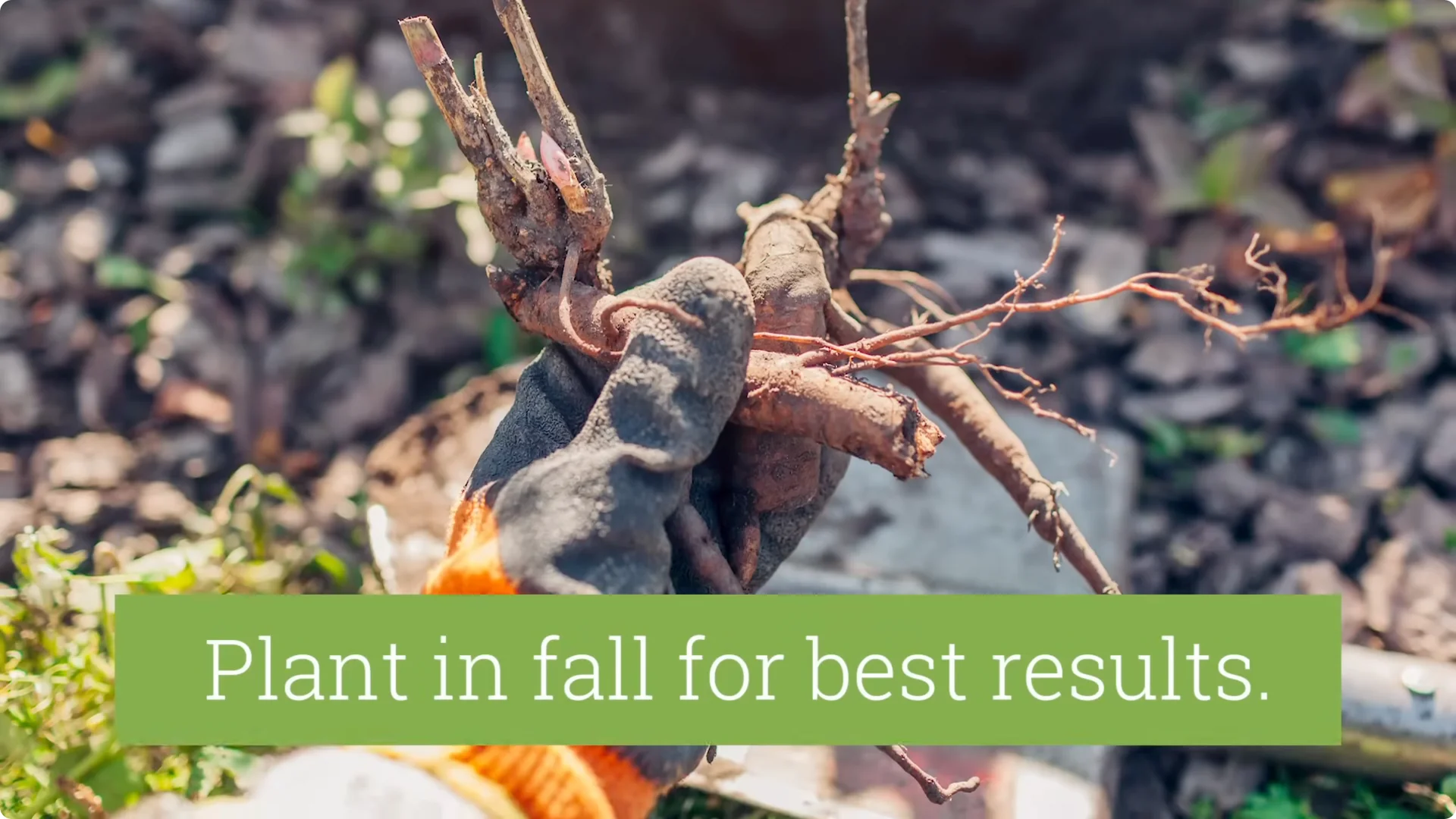 How to Grow Peonies That Bloom Beautifully for Decades screenshot 5