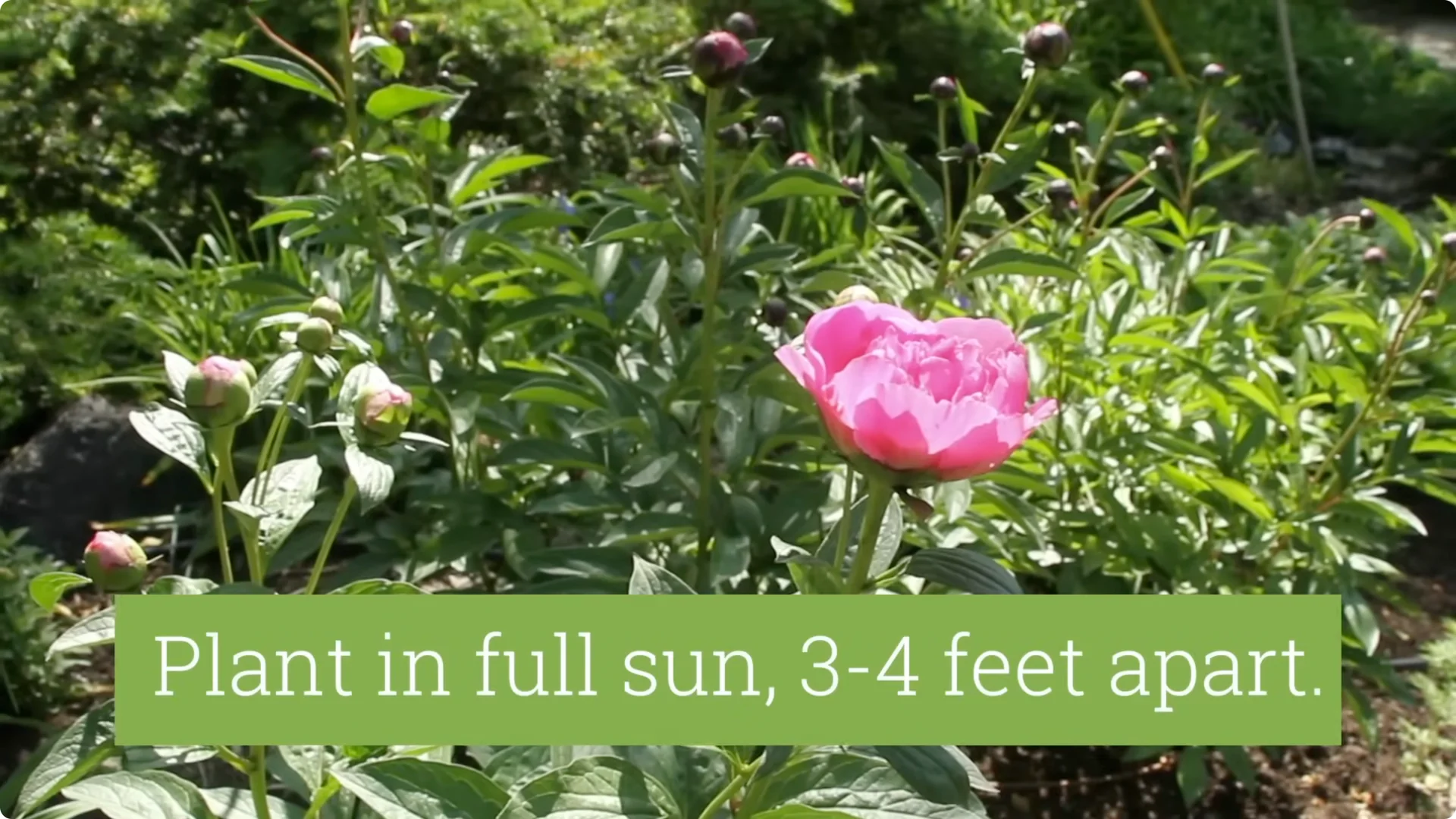 How to Grow Peonies That Bloom Beautifully for Decades screenshot 6