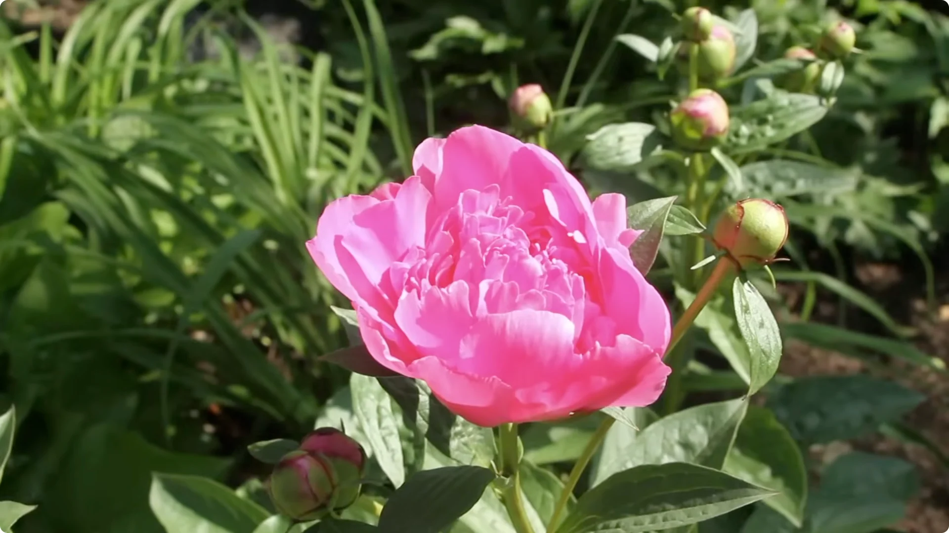 How to Grow Peonies That Bloom Beautifully for Decades screenshot 7