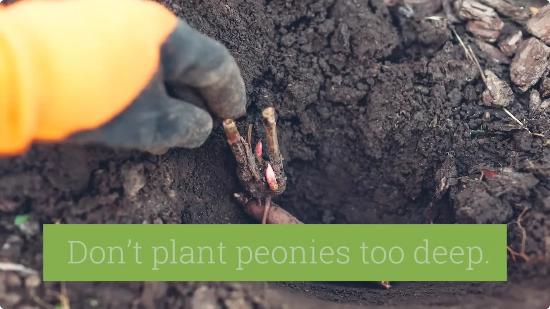 How to Grow Peonies That Bloom Beautifully for Decades screenshot 8