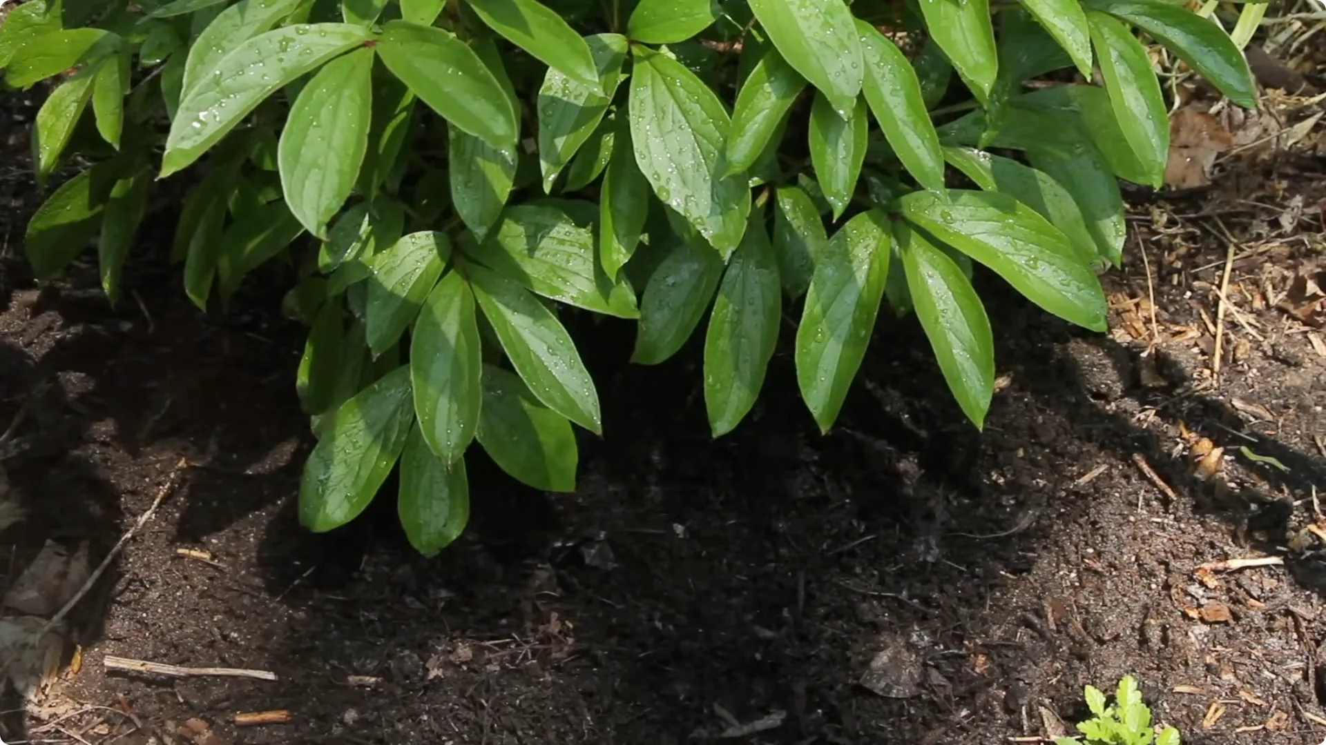 How to Grow Peonies That Bloom Beautifully for Decades screenshot 9