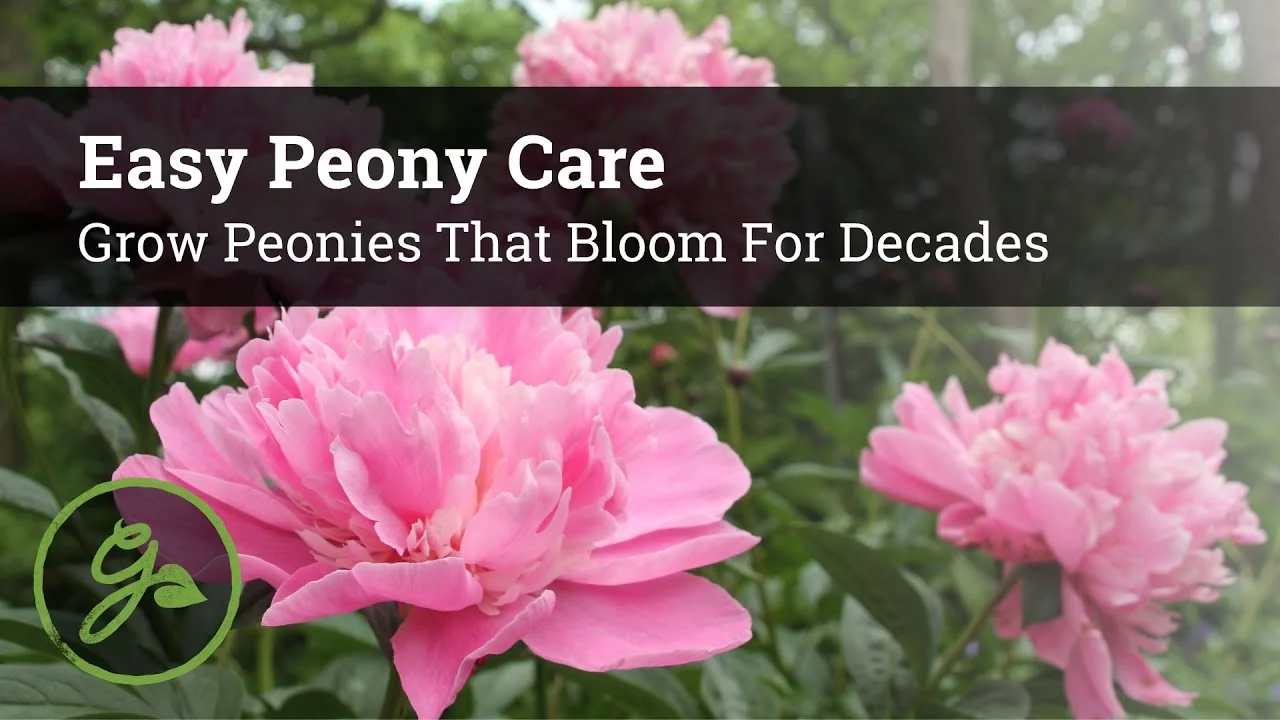 How to Grow Peonies That Bloom Beautifully for Decades - Featured Image