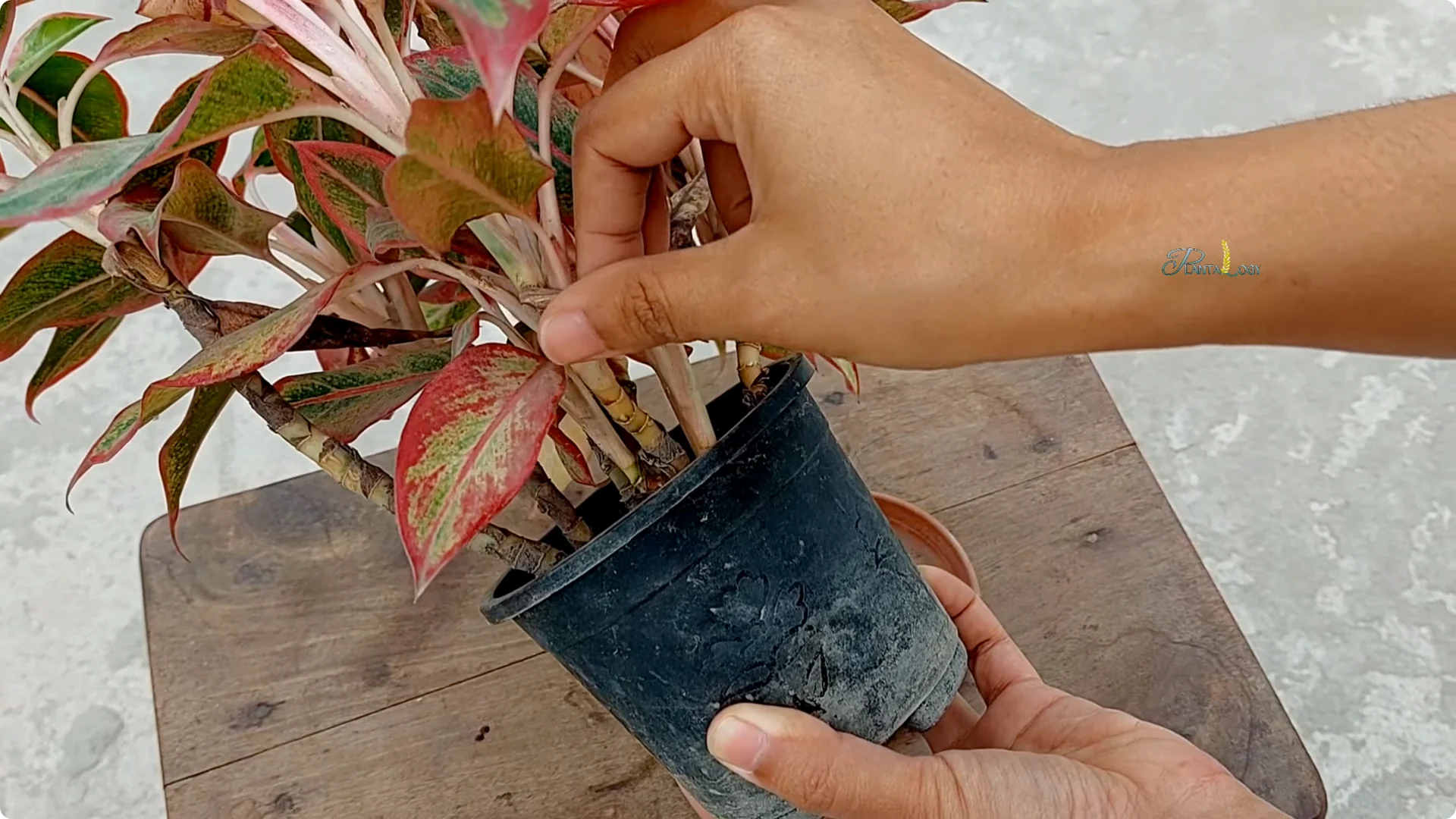 How to Prevent Aglaonema Leaves from Turning Yellow screenshot 1