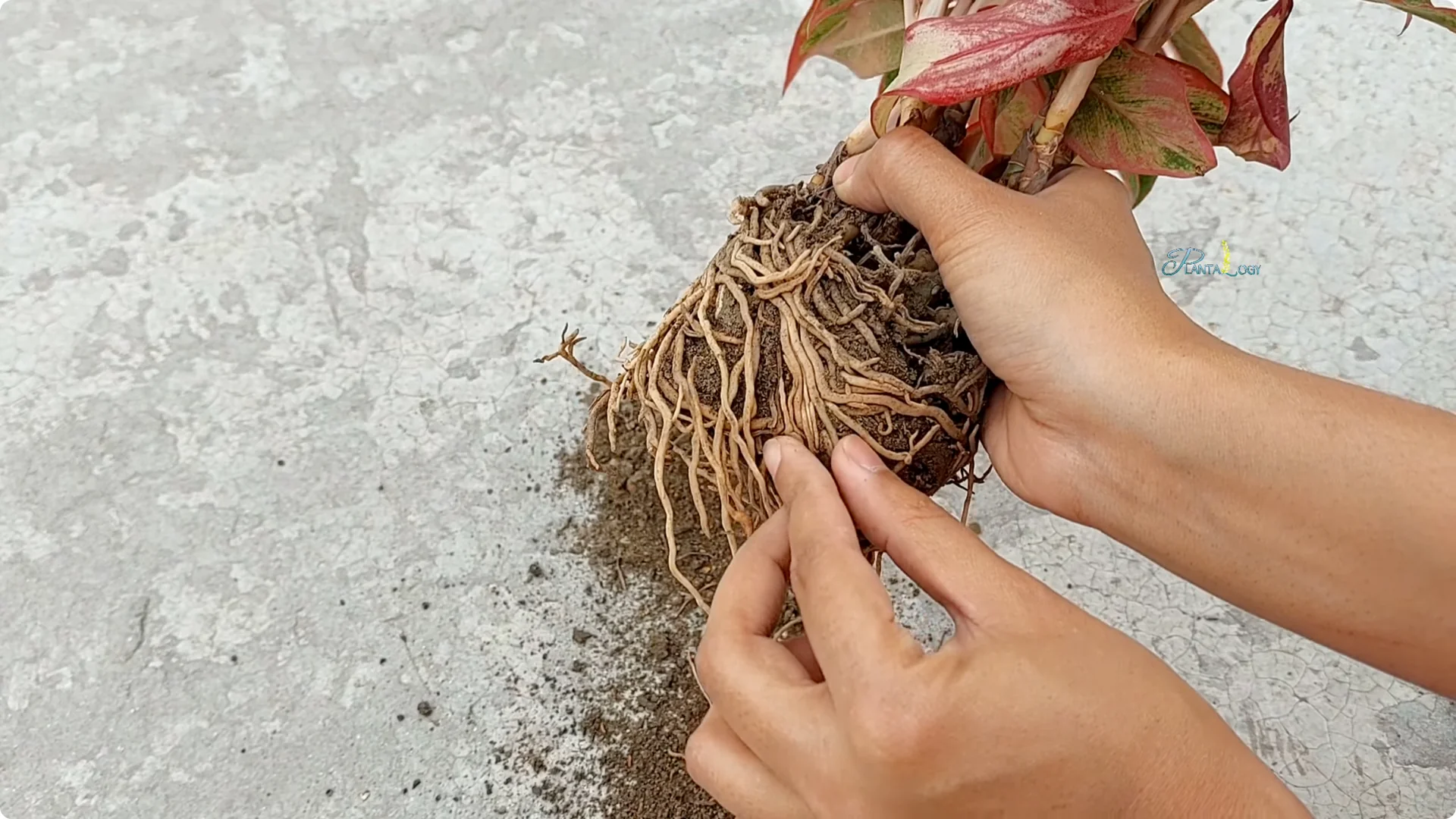 How to Prevent Aglaonema Leaves from Turning Yellow screenshot 10