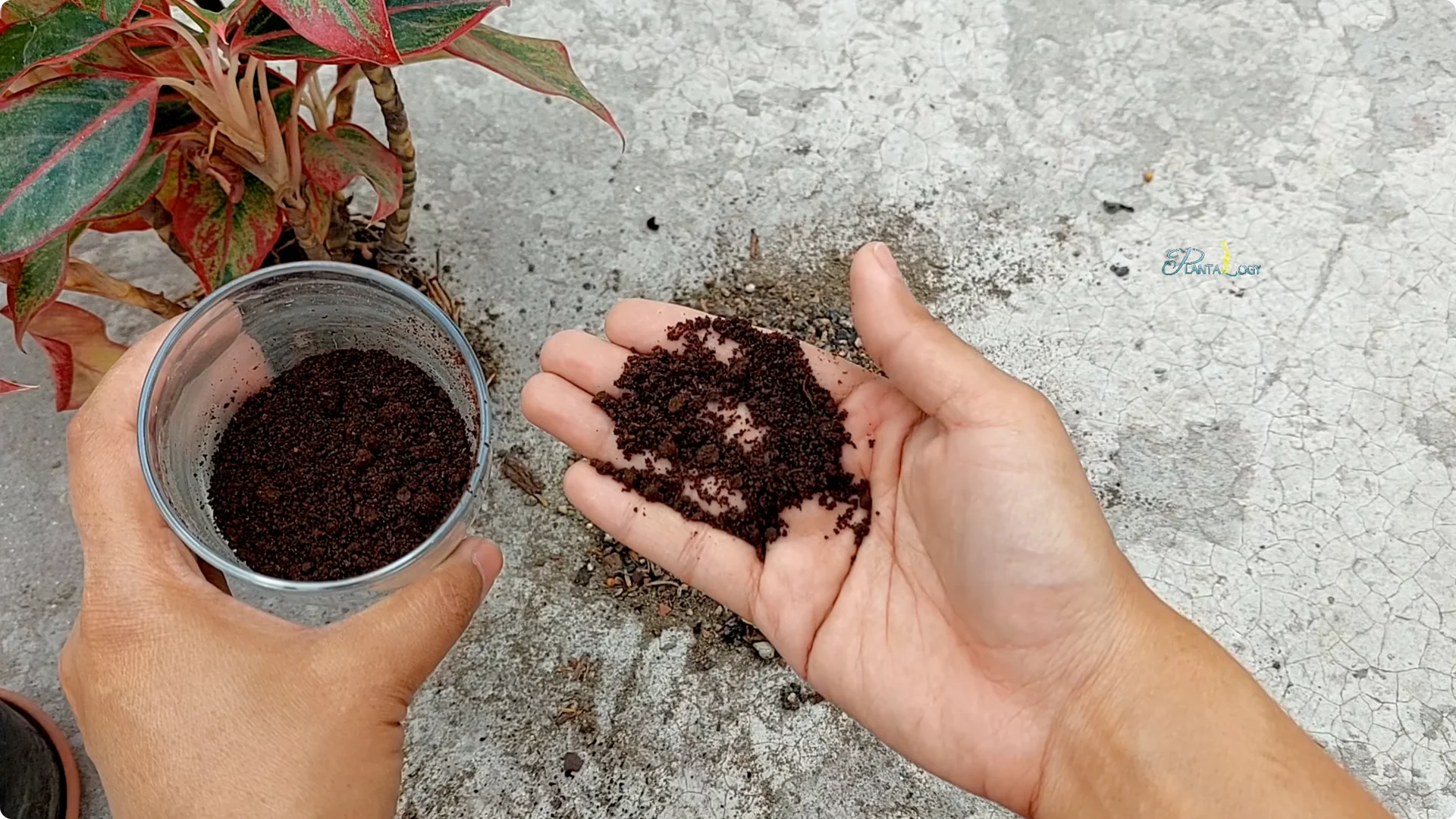 How to Prevent Aglaonema Leaves from Turning Yellow screenshot 11