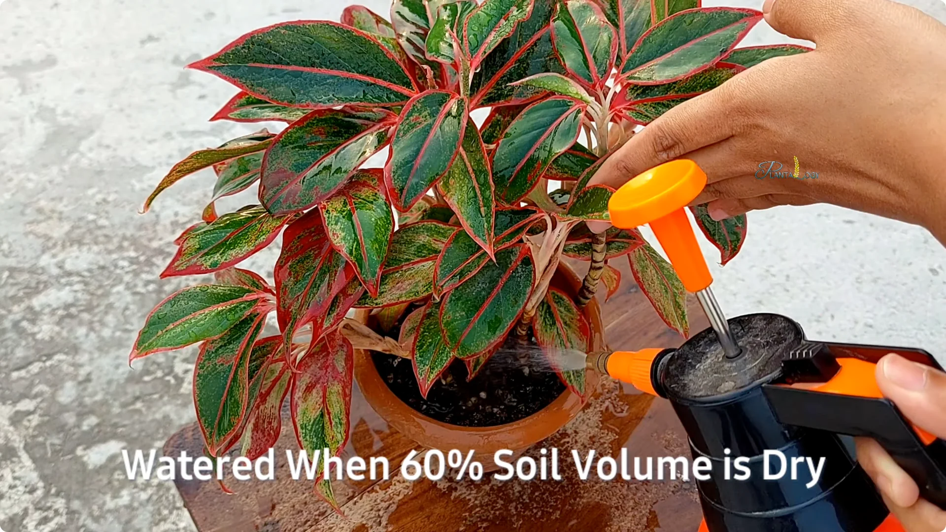 How to Prevent Aglaonema Leaves from Turning Yellow screenshot 2