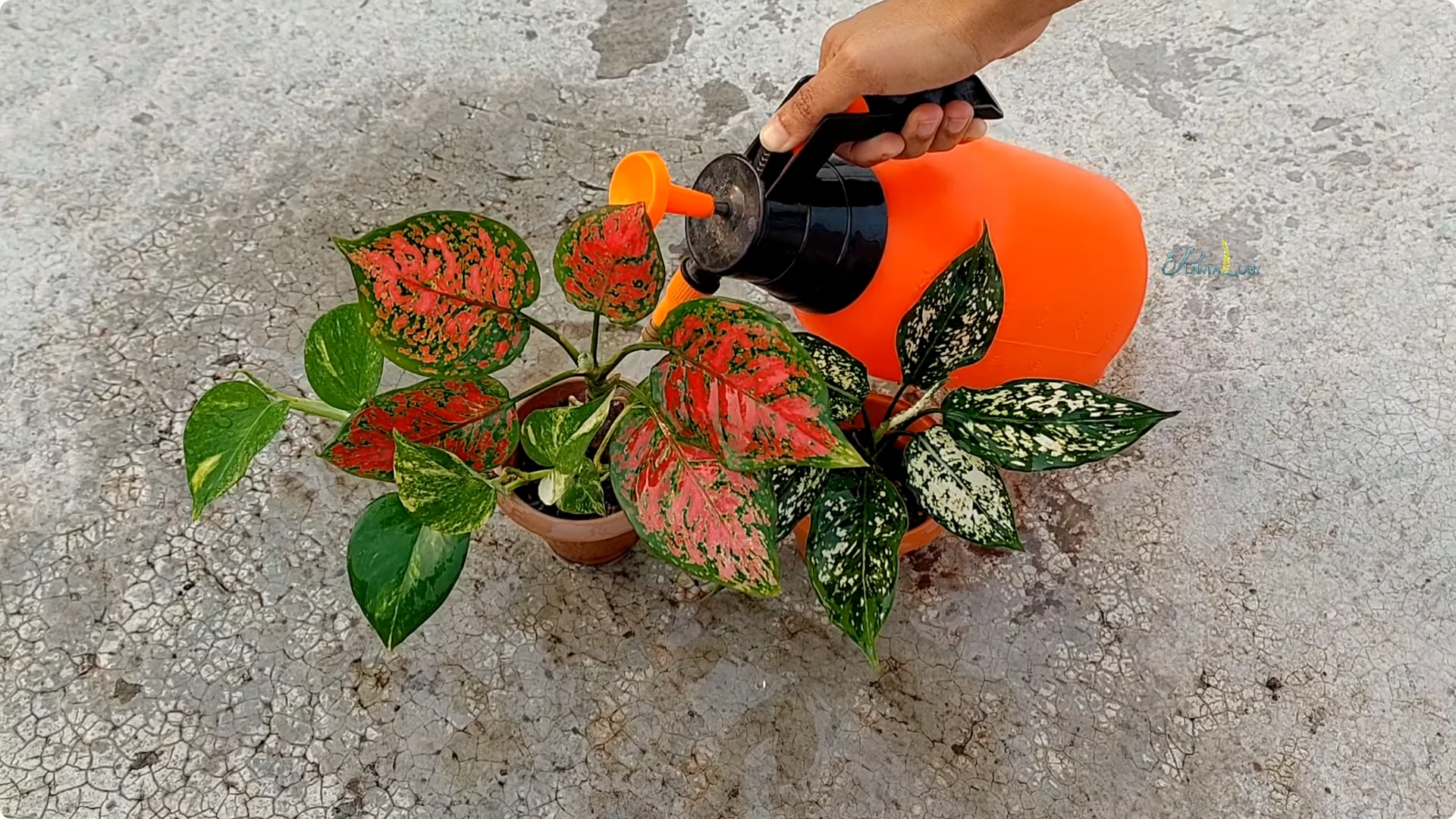 How to Prevent Aglaonema Leaves from Turning Yellow screenshot 3