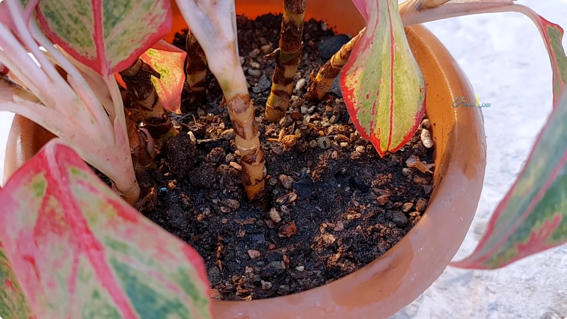 How to Prevent Aglaonema Leaves from Turning Yellow screenshot 4