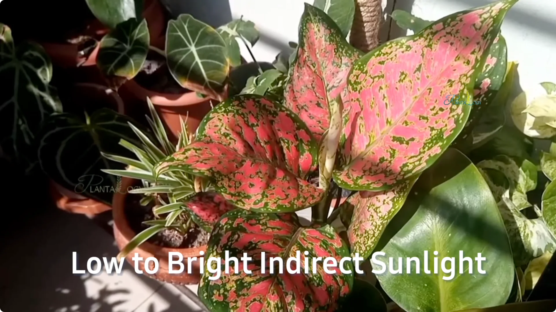 How to Prevent Aglaonema Leaves from Turning Yellow screenshot 6