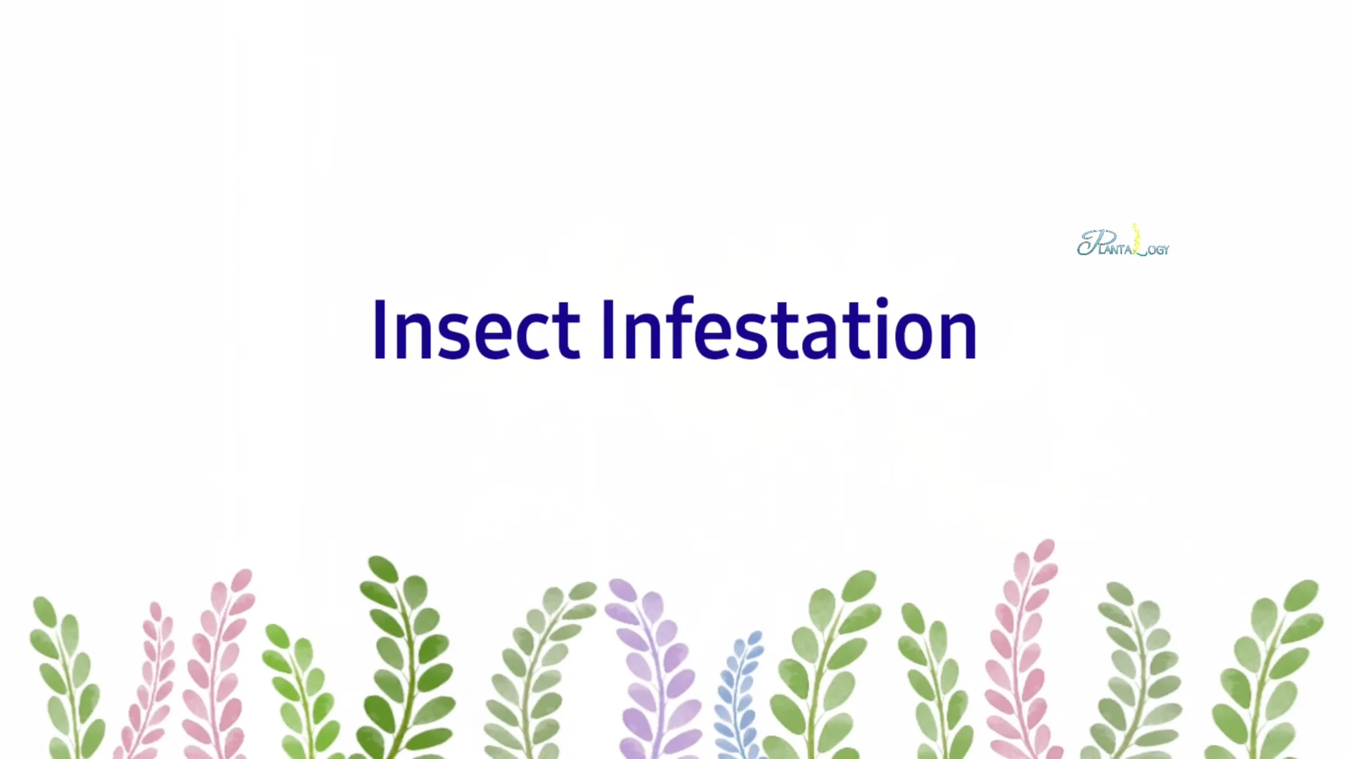 How to Prevent Aglaonema Leaves from Turning Yellow screenshot 7