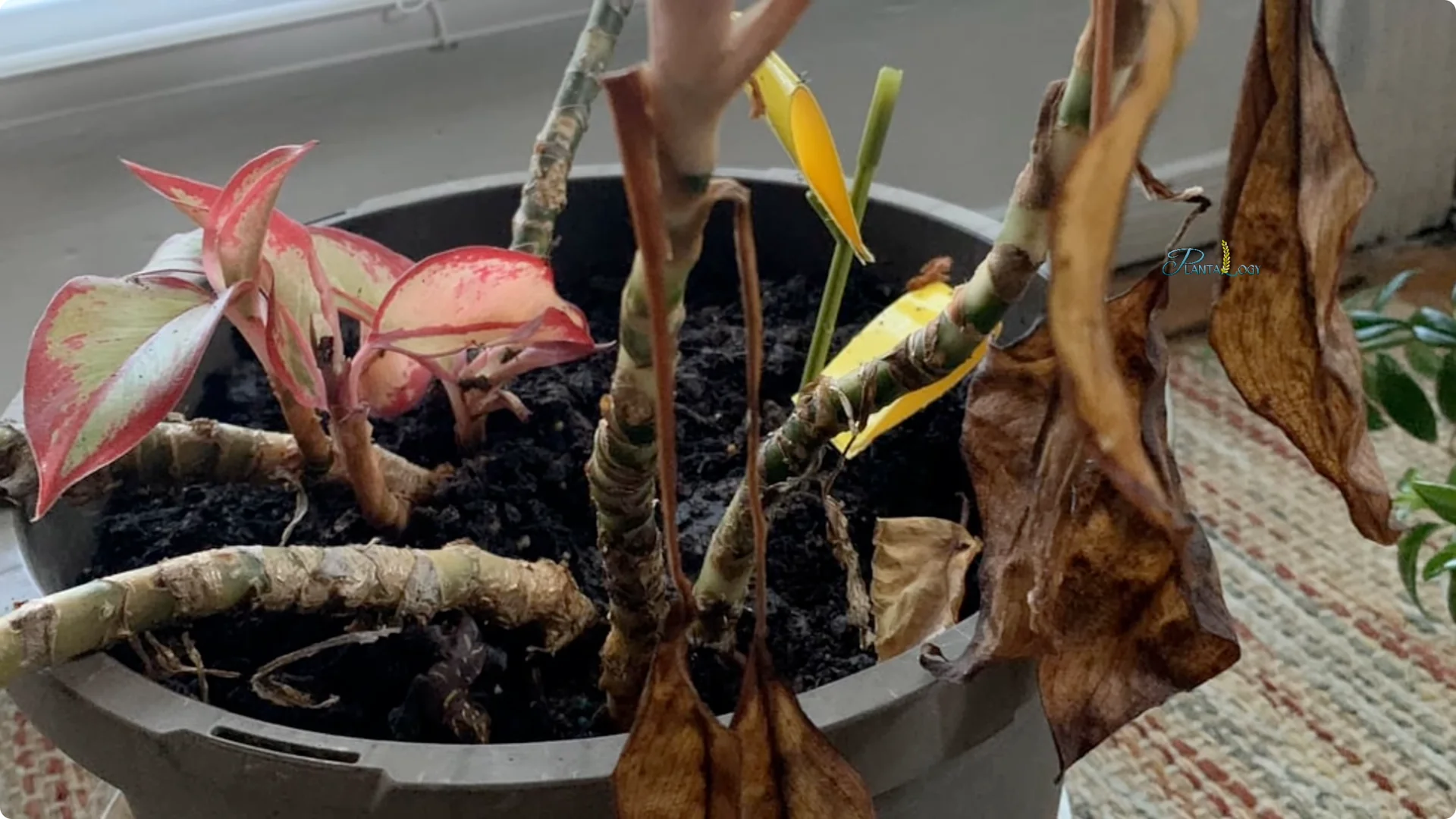 How to Prevent Aglaonema Leaves from Turning Yellow screenshot 8