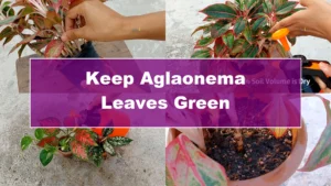 How to Prevent Aglaonema Leaves from Turning Yellow - Featured Image
