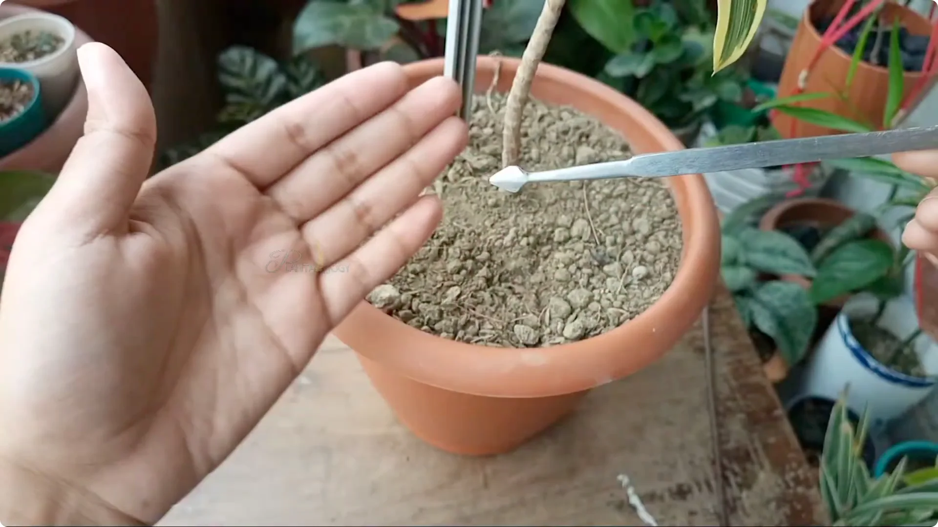 How to Prevent and Fix Brown Leaf Tips on Dracaena Plants screenshot 5