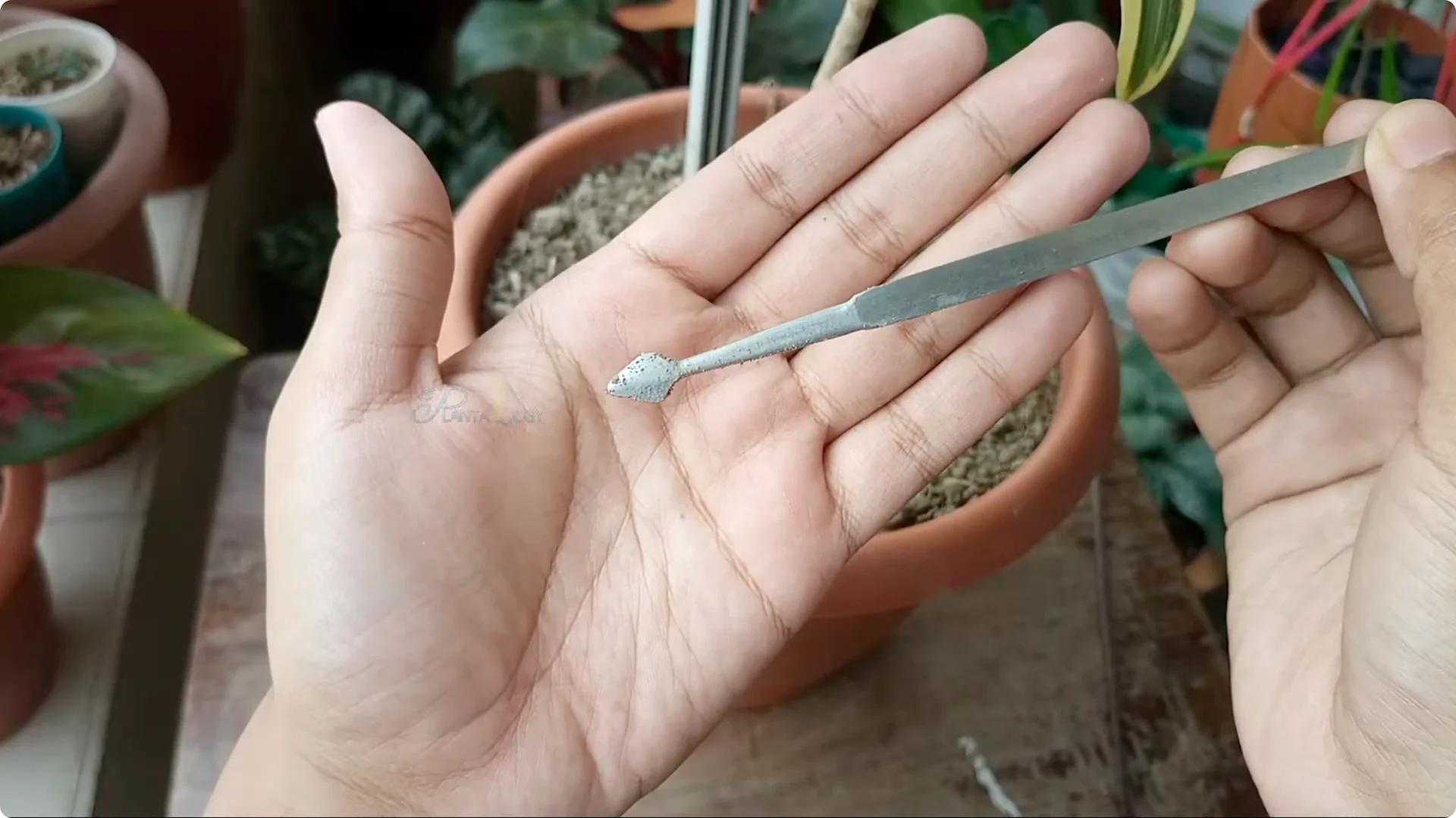 How to Prevent and Fix Brown Leaf Tips on Dracaena Plants screenshot 6