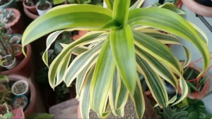 How to Prevent and Fix Brown Leaf Tips on Dracaena Plants screenshot 8