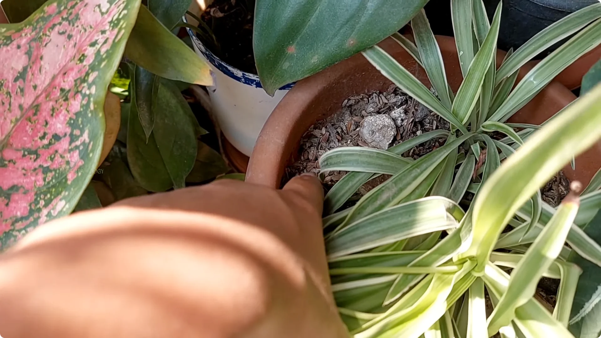 How to Prevent Brown Leaf Tips on Your Spider Plant screenshot 10