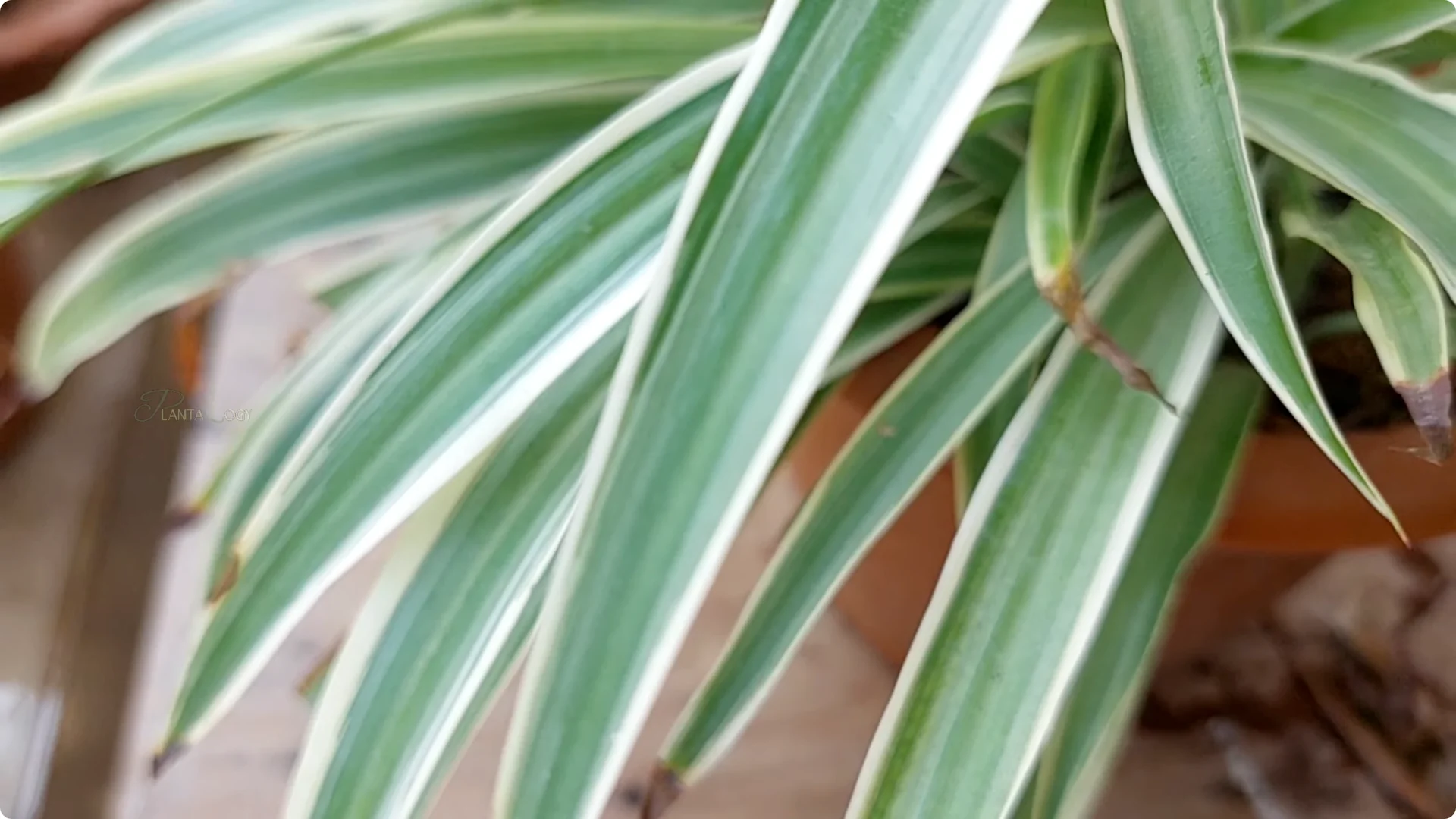 How to Prevent Brown Leaf Tips on Your Spider Plant screenshot 6