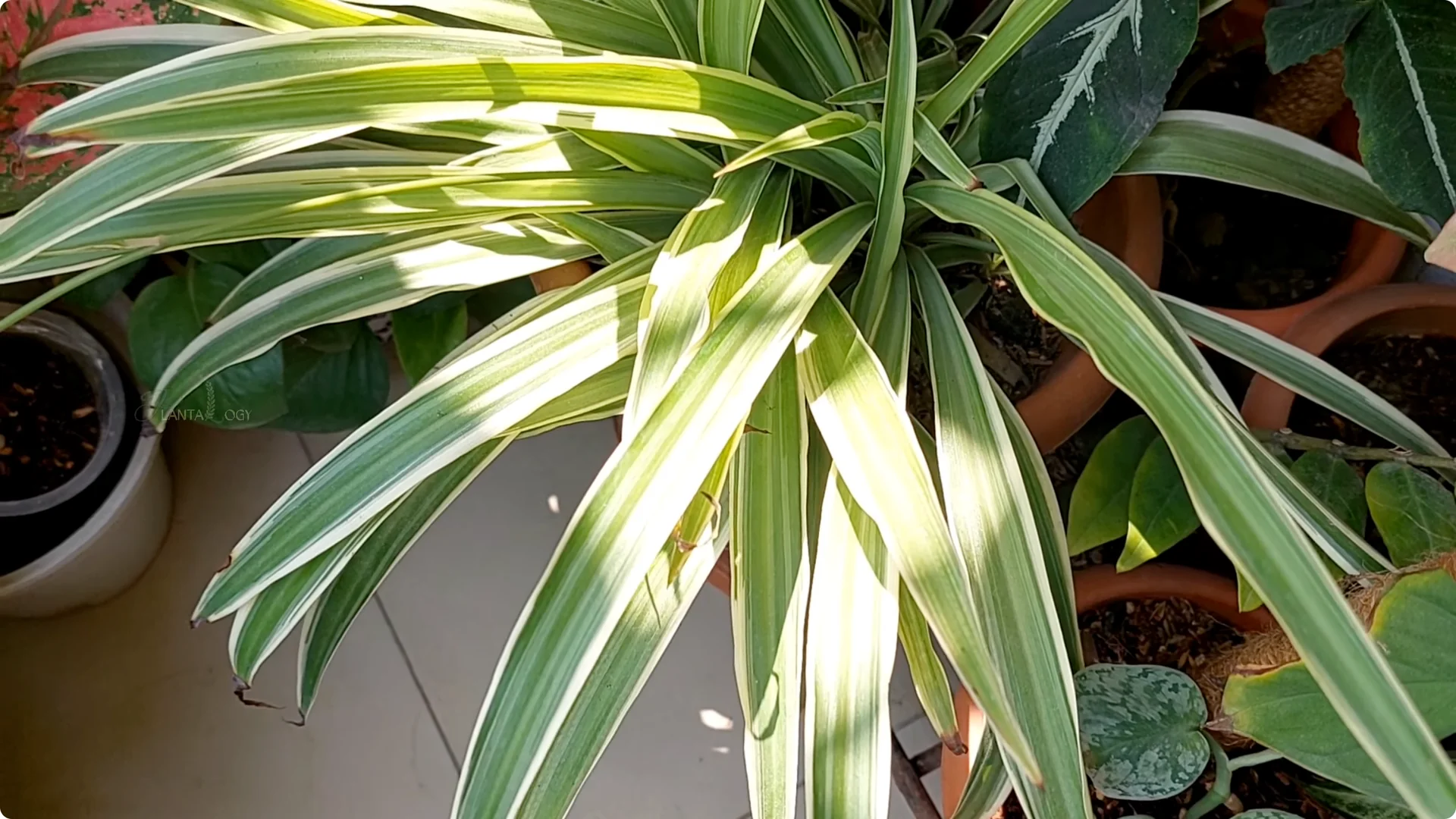 How to Prevent Brown Leaf Tips on Your Spider Plant screenshot 7