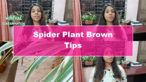 How to Prevent Brown Leaf Tips on Your Spider Plant - Featured Image