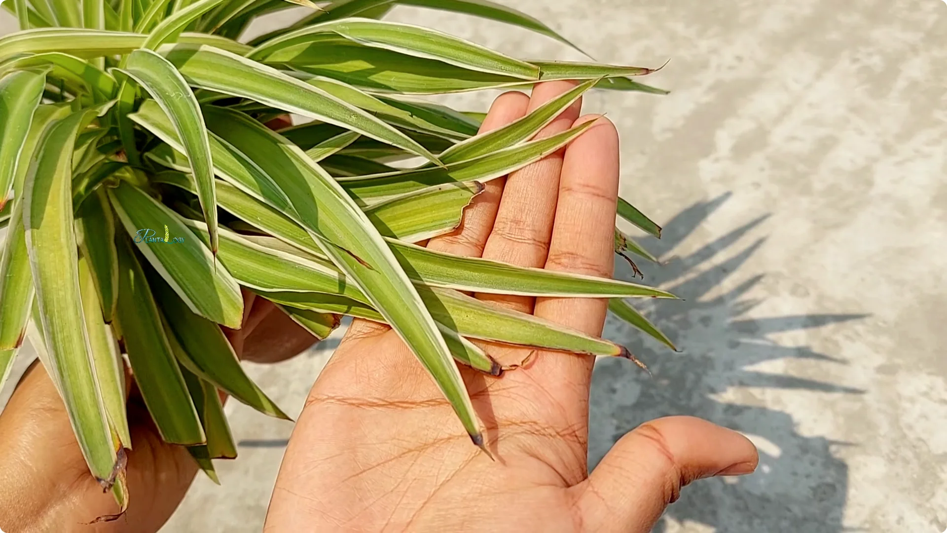 How to Prevent Brown Tips on Spider Plants After Winter screenshot 1