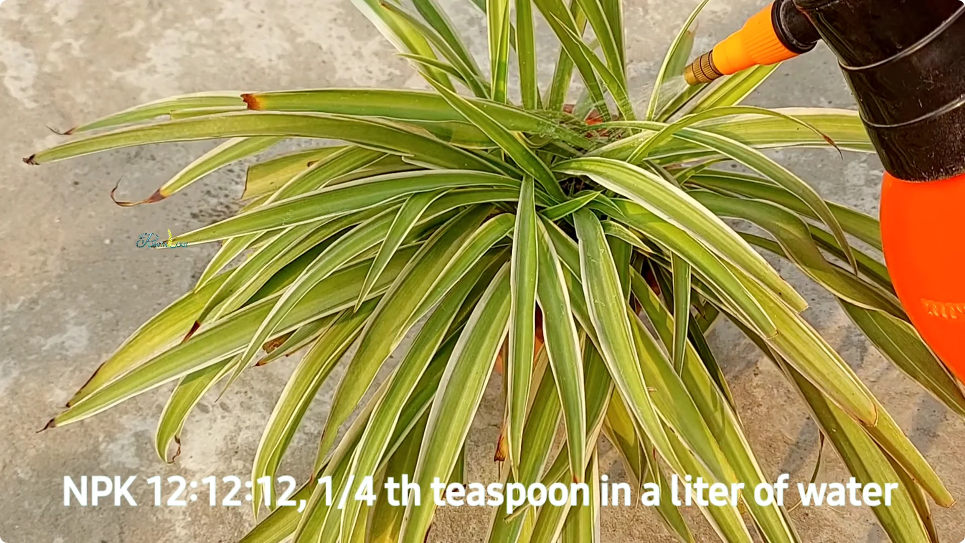 How to Prevent Brown Tips on Spider Plants After Winter screenshot 11