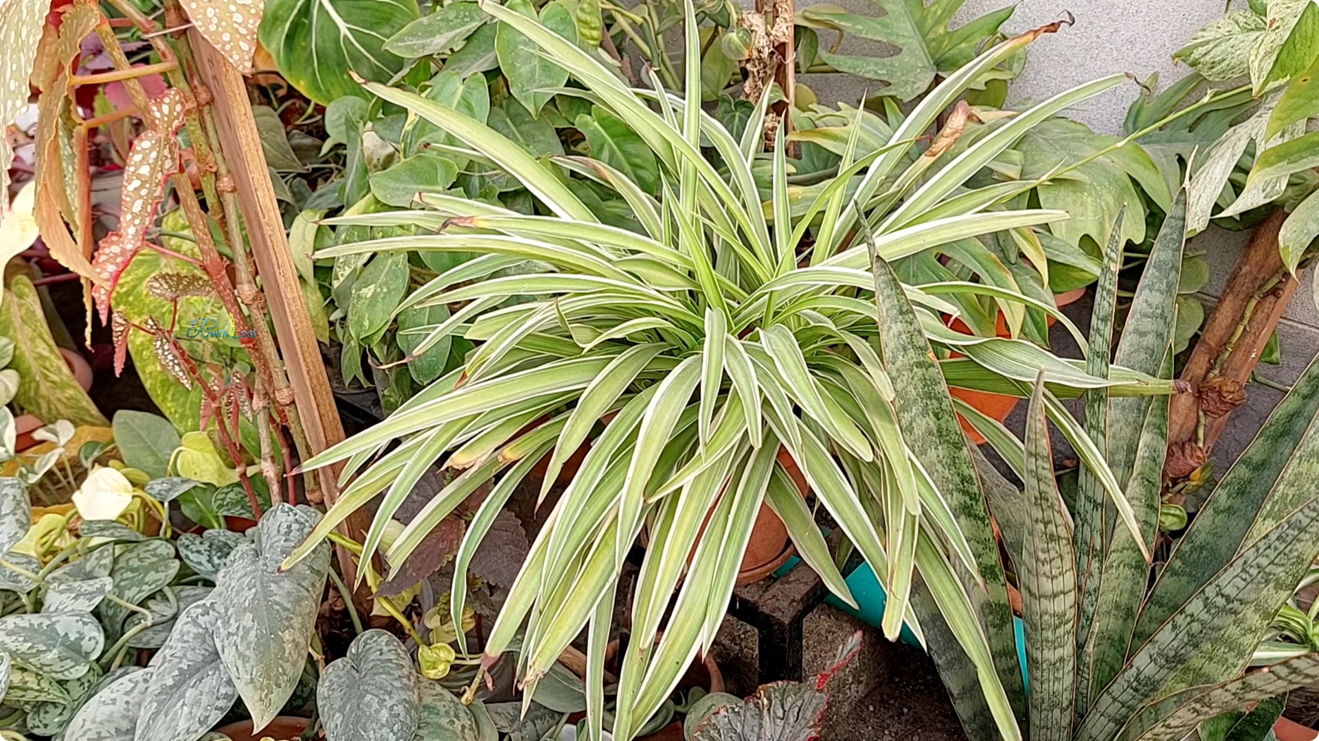 How to Prevent Brown Tips on Spider Plants After Winter screenshot 12