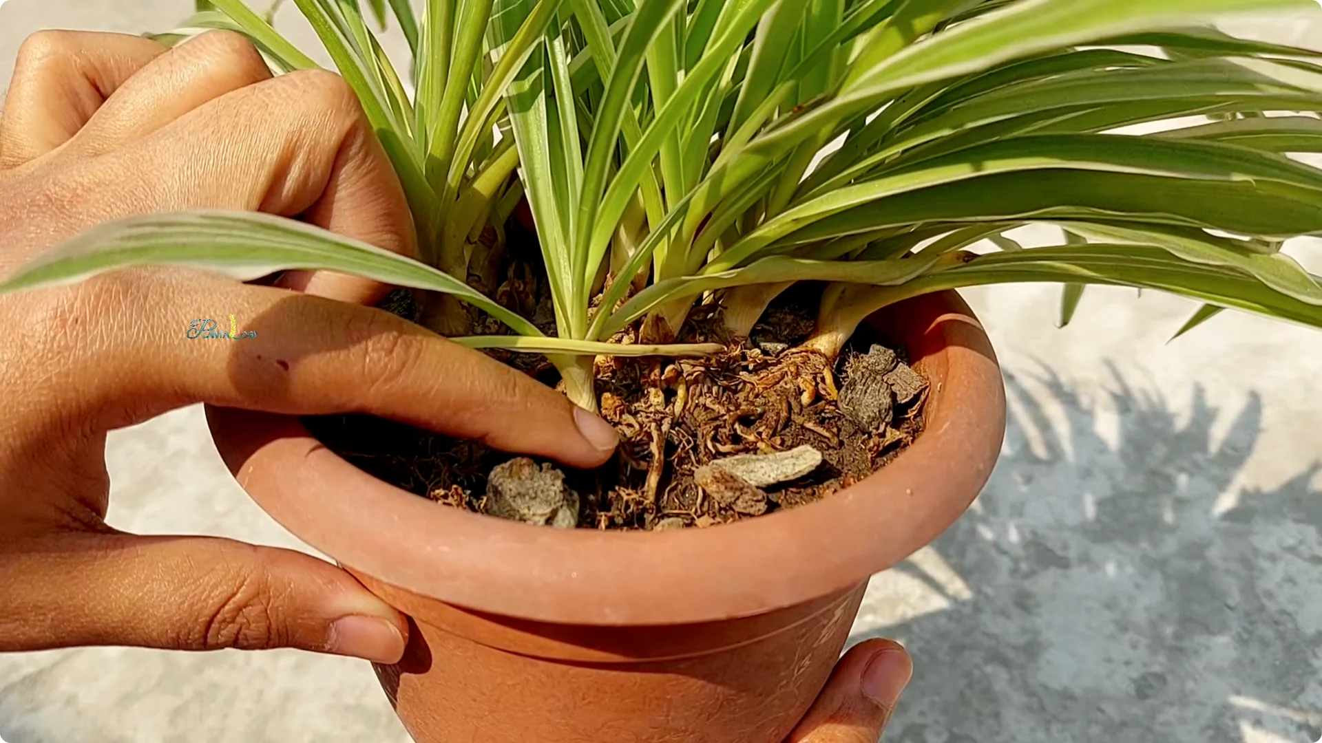 How to Prevent Brown Tips on Spider Plants After Winter screenshot 3
