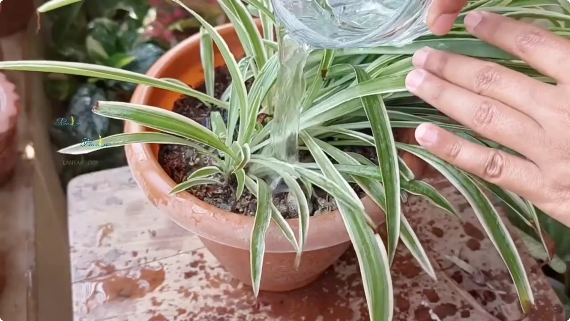 How to Prevent Brown Tips on Spider Plants After Winter screenshot 4