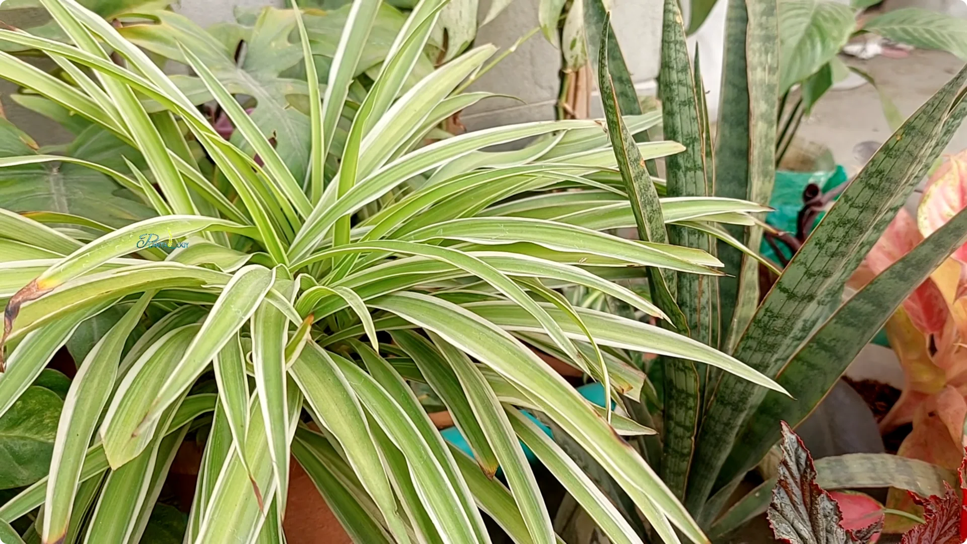 How to Prevent Brown Tips on Spider Plants After Winter screenshot 5