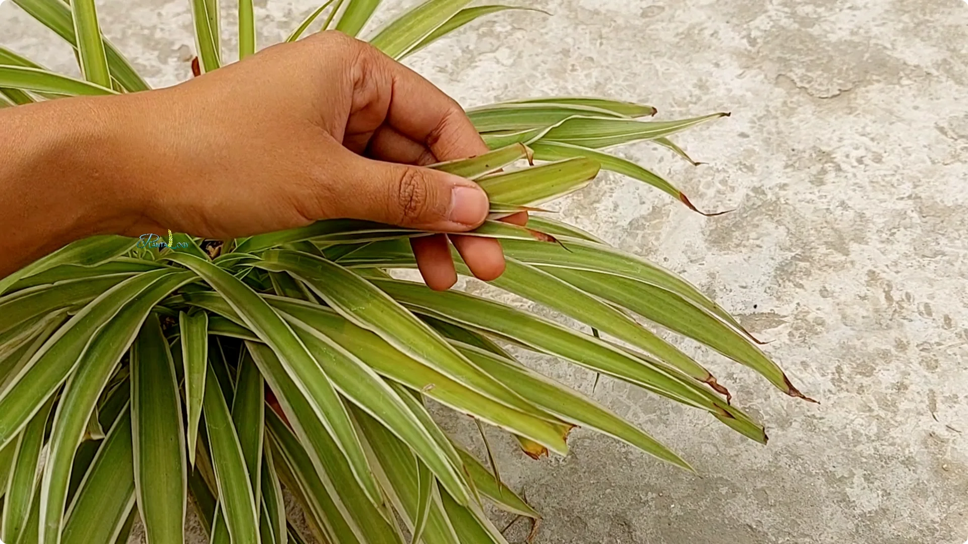 How to Prevent Brown Tips on Spider Plants After Winter screenshot 6