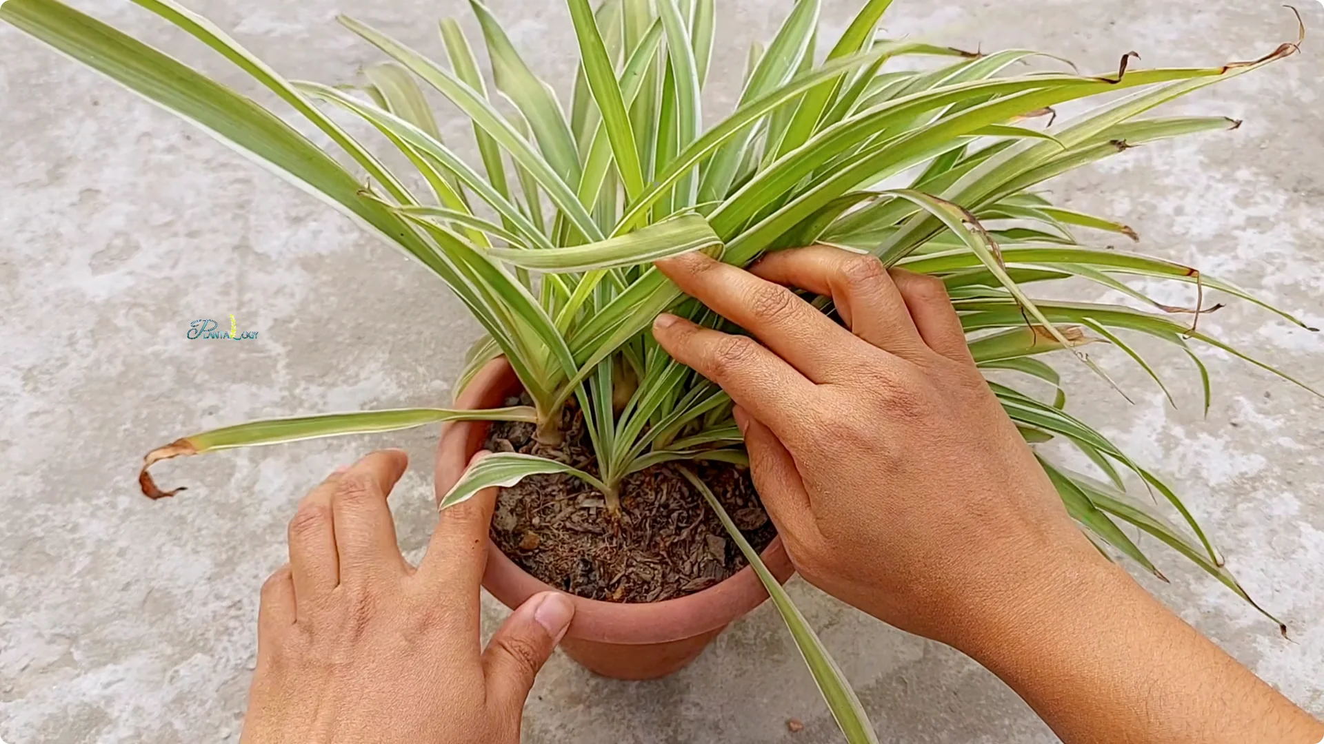 How to Prevent Brown Tips on Spider Plants After Winter screenshot 9