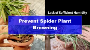How to Prevent Brown Tips on Spider Plants After Winter - Featured Image