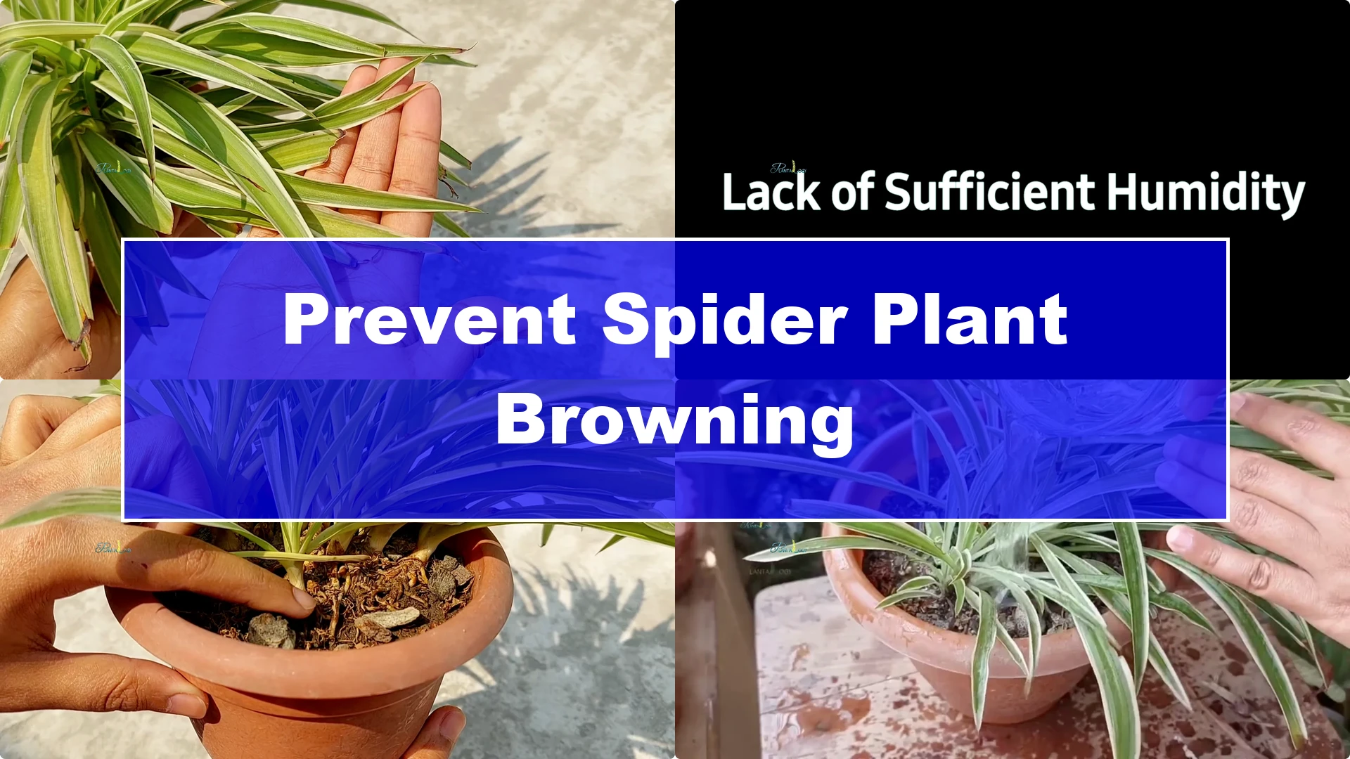 How to Prevent Brown Tips on Spider Plants After Winter - Featured Image