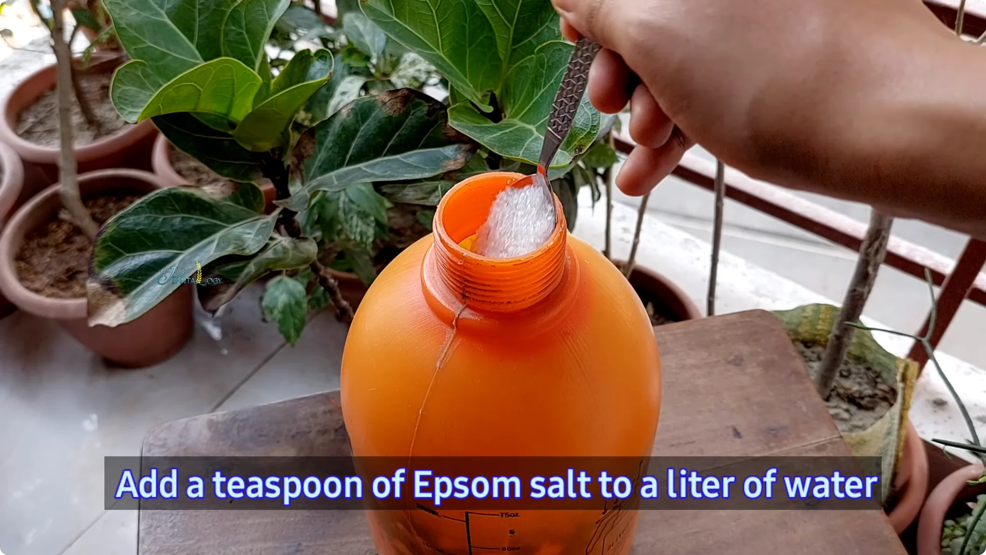 How to Prevent Leaf Drop on Your Fiddle Leaf Fig Plant screenshot 1