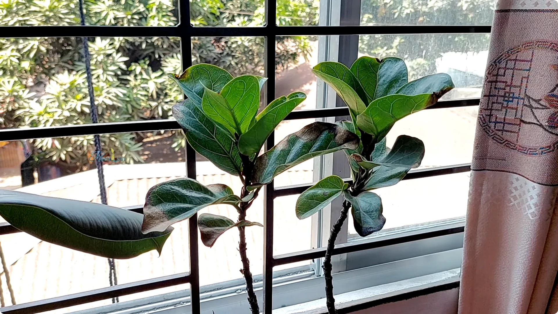 How to Prevent Leaf Drop on Your Fiddle Leaf Fig Plant screenshot 2