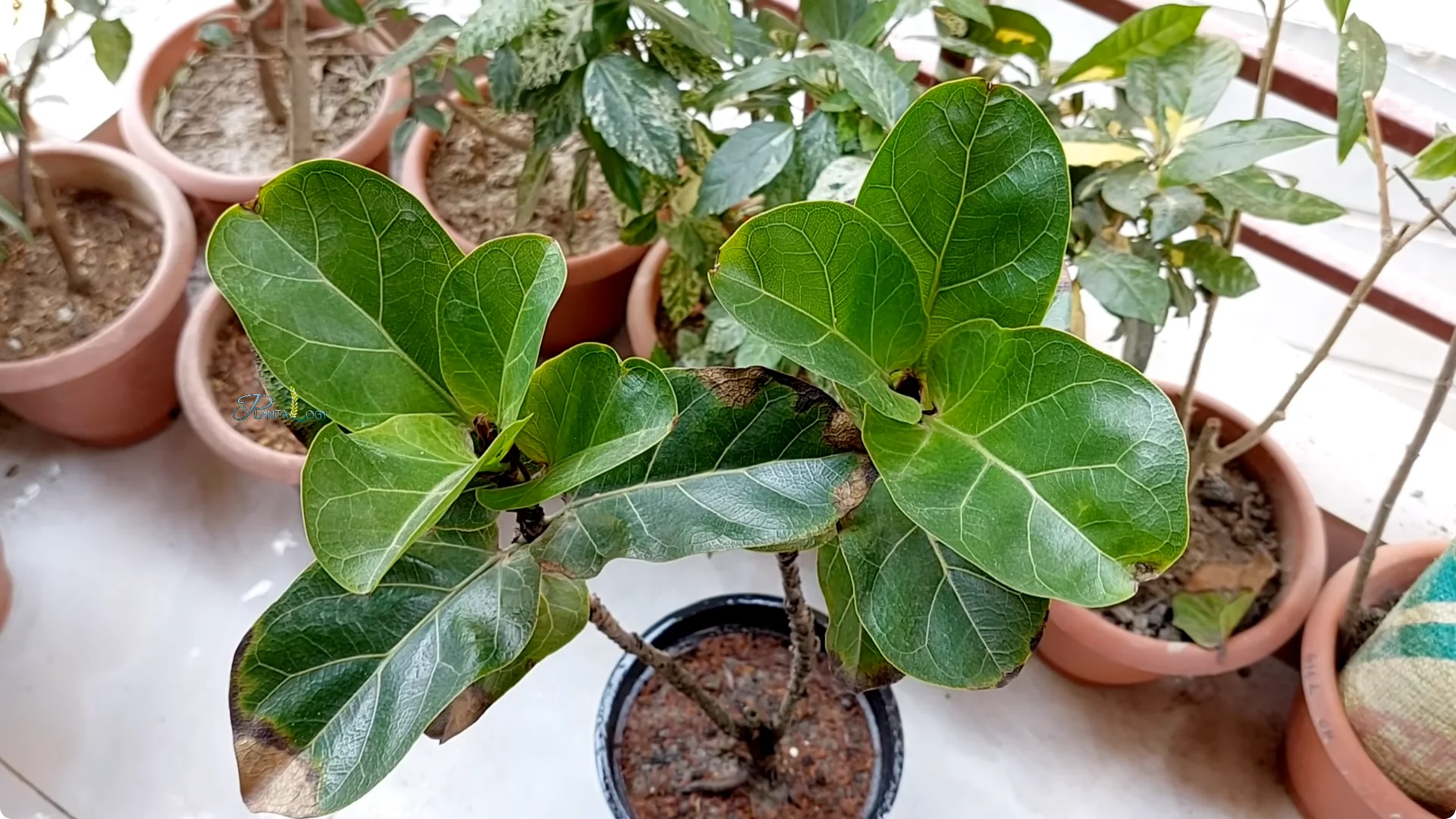 How to Prevent Leaf Drop on Your Fiddle Leaf Fig Plant screenshot 4