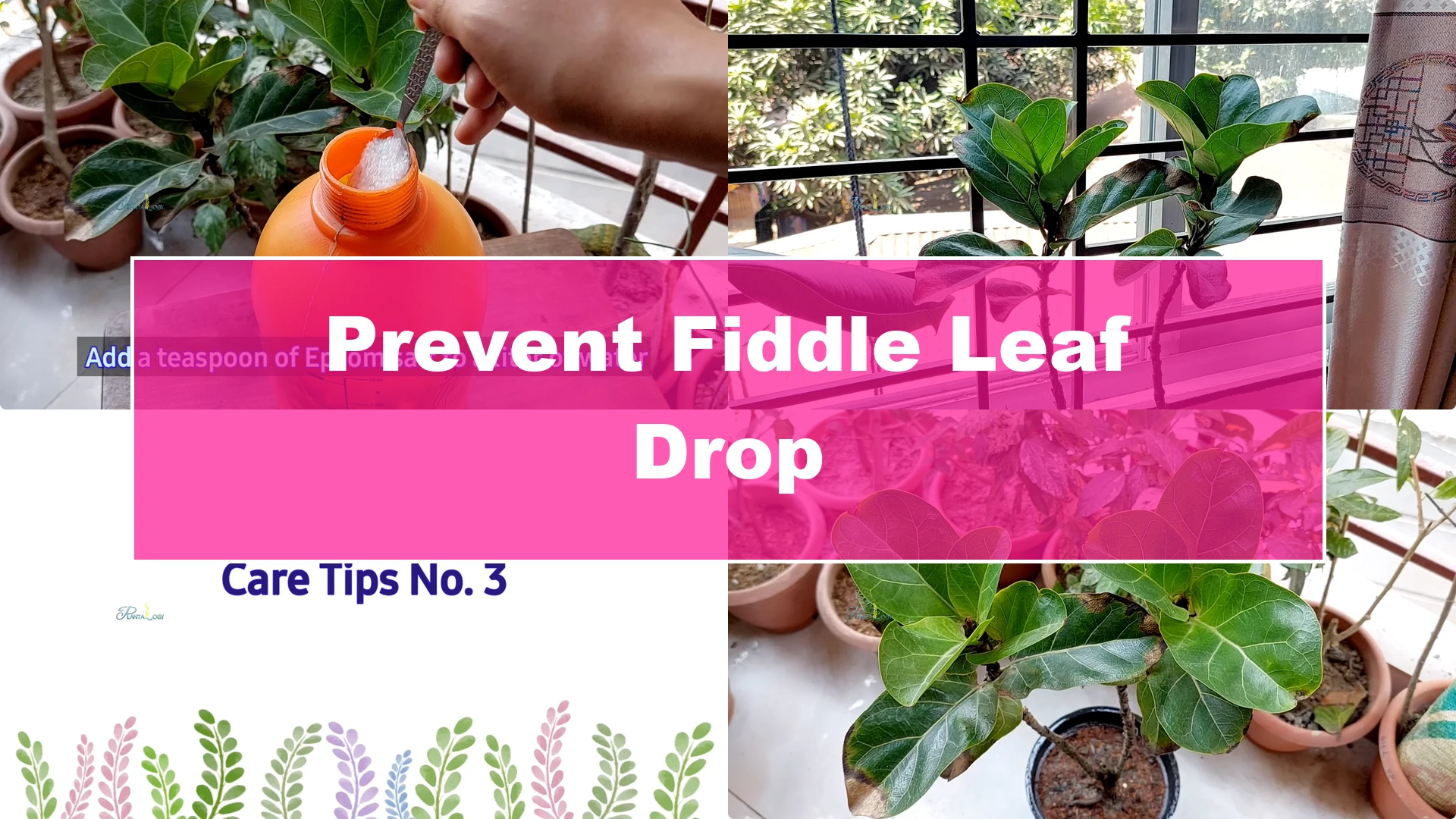 How to Prevent Leaf Drop on Your Fiddle Leaf Fig Plant - Featured Image
