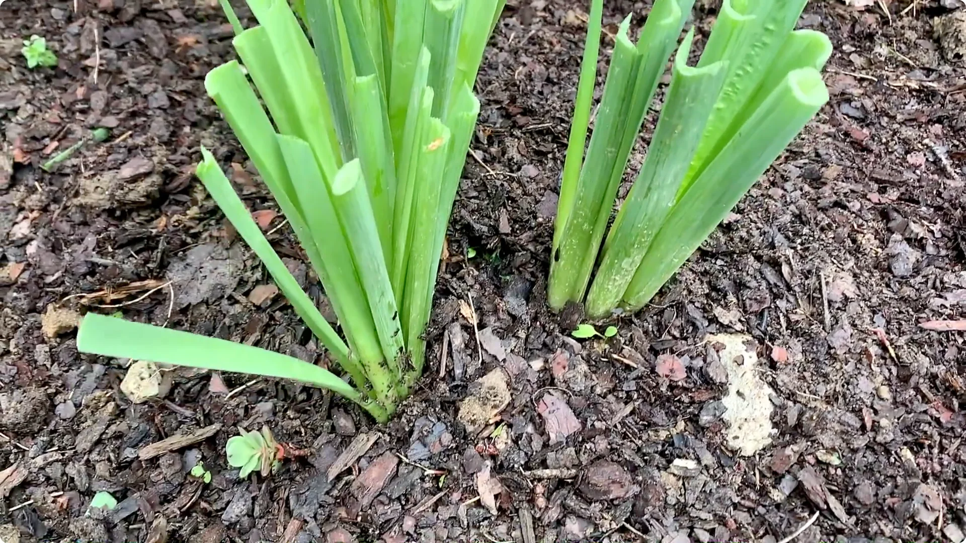 How to Properly Remove Flowers and Foliage After Bulb Bloom screenshot 1