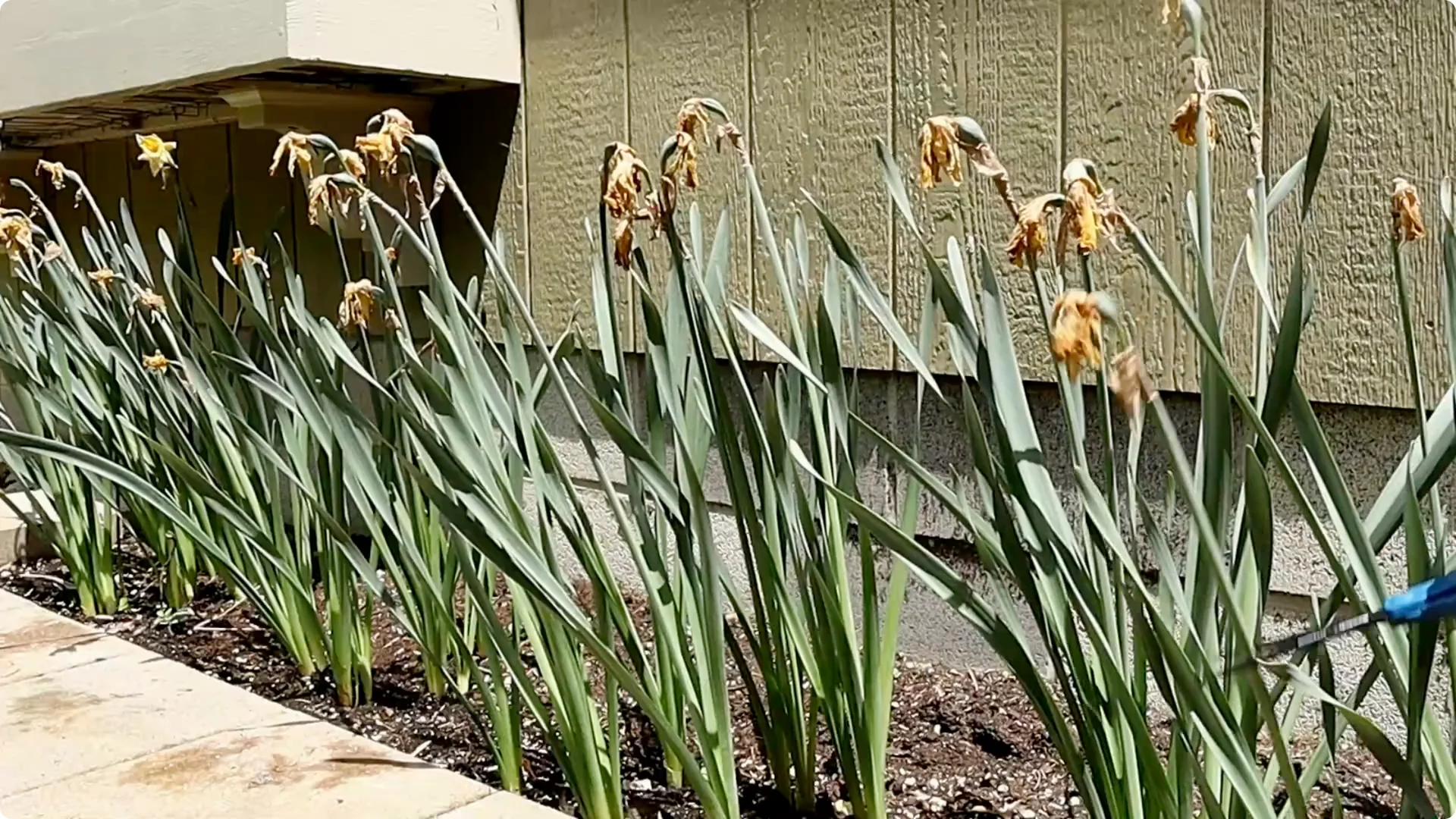 How to Properly Remove Flowers and Foliage After Bulb Bloom screenshot 2