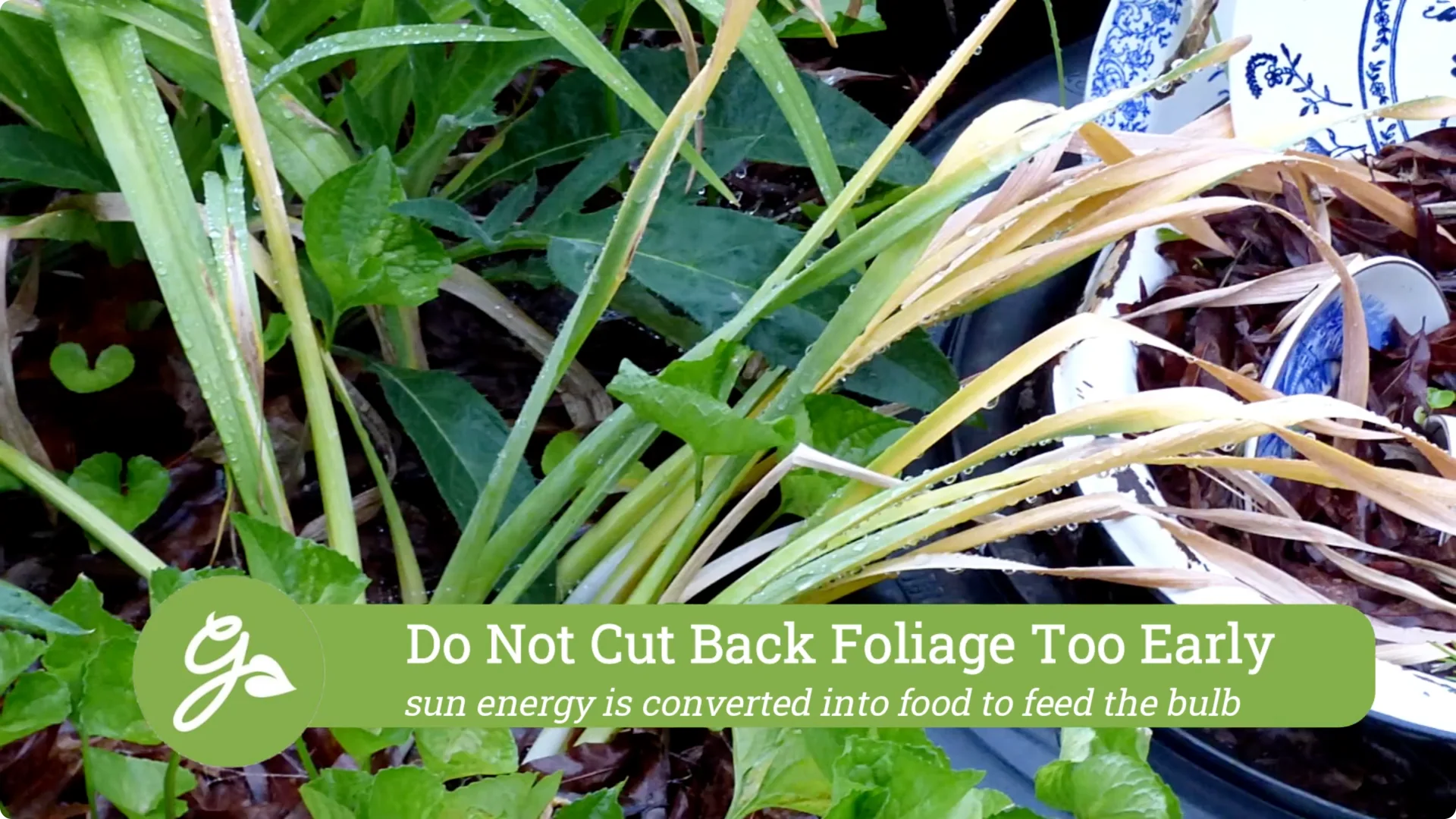 How to Properly Remove Flowers and Foliage After Bulb Bloom screenshot 3