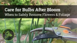 How to Properly Remove Flowers and Foliage After Bulb Bloom - Featured Image