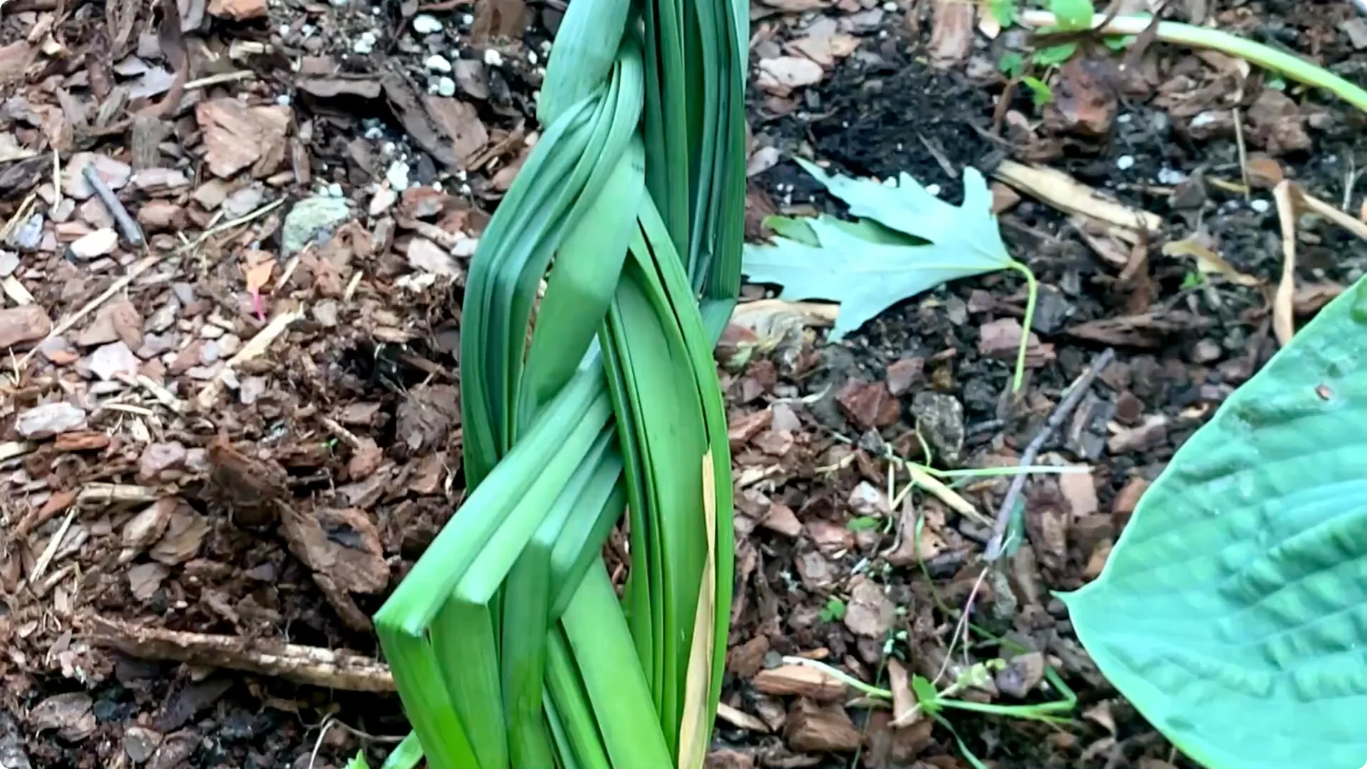 How to Properly Remove Flowers and Foliage After Bulb Bloom screenshot 4