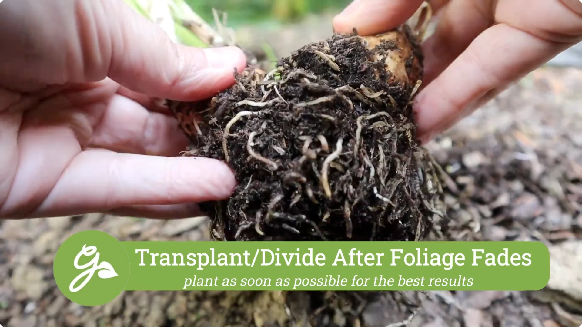 How to Properly Remove Flowers and Foliage After Bulb Bloom screenshot 7