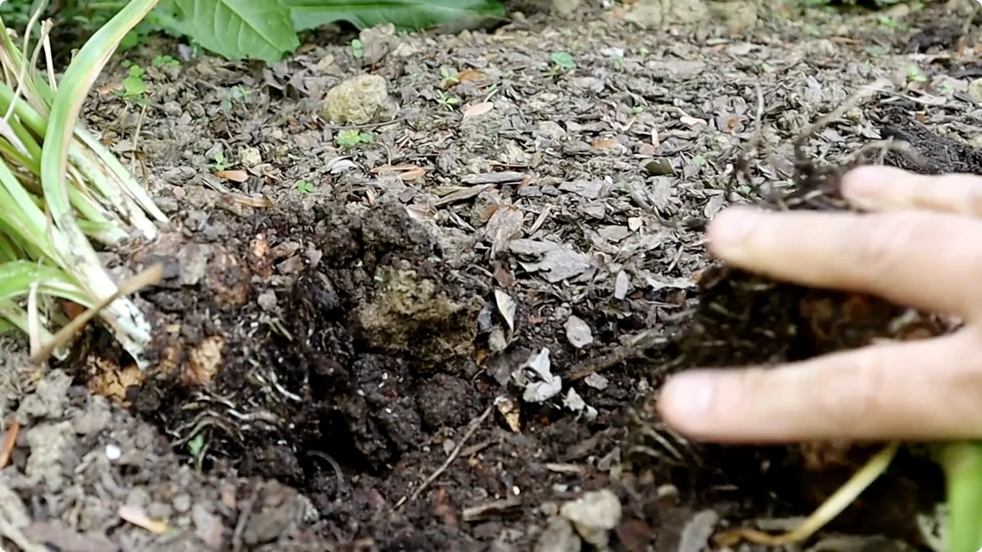 How to Properly Remove Flowers and Foliage After Bulb Bloom screenshot 8