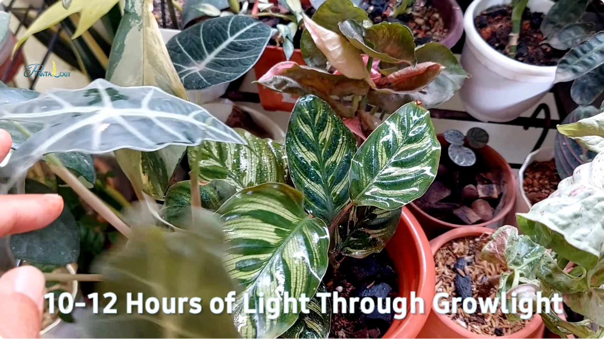 How to Quickly Grow a Lush Calathea Plant Indoors screenshot 3